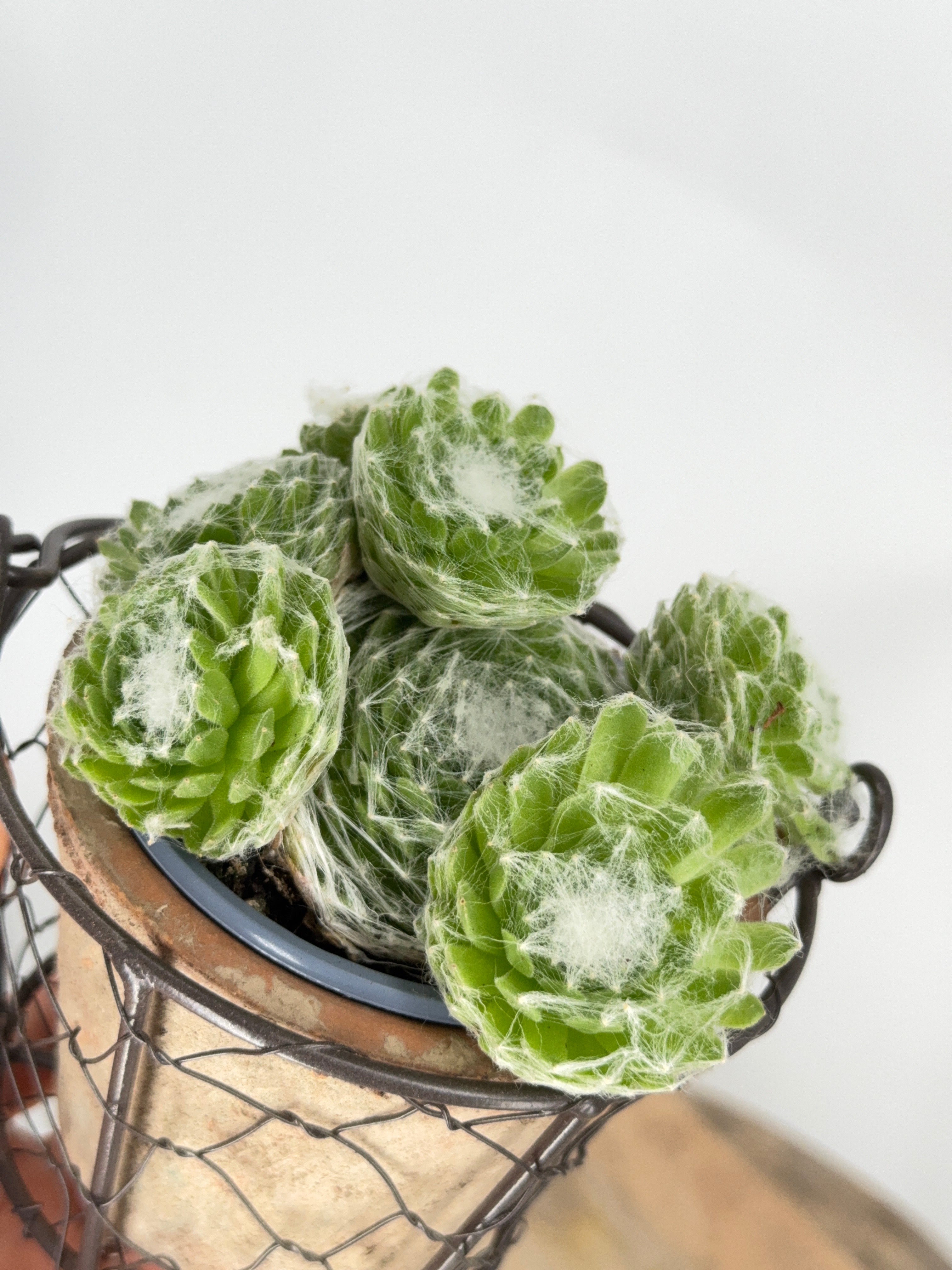 SEMPERVIVUM MIX M9