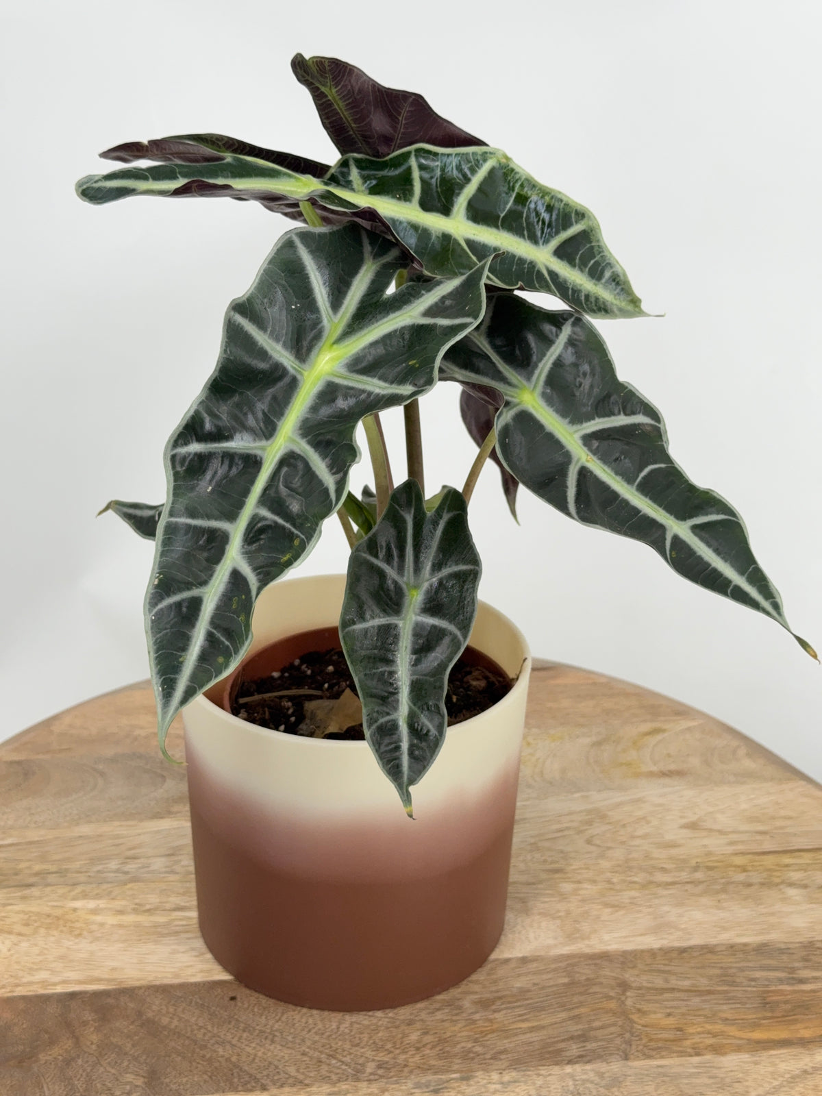 ALOCASIA POLLY M12