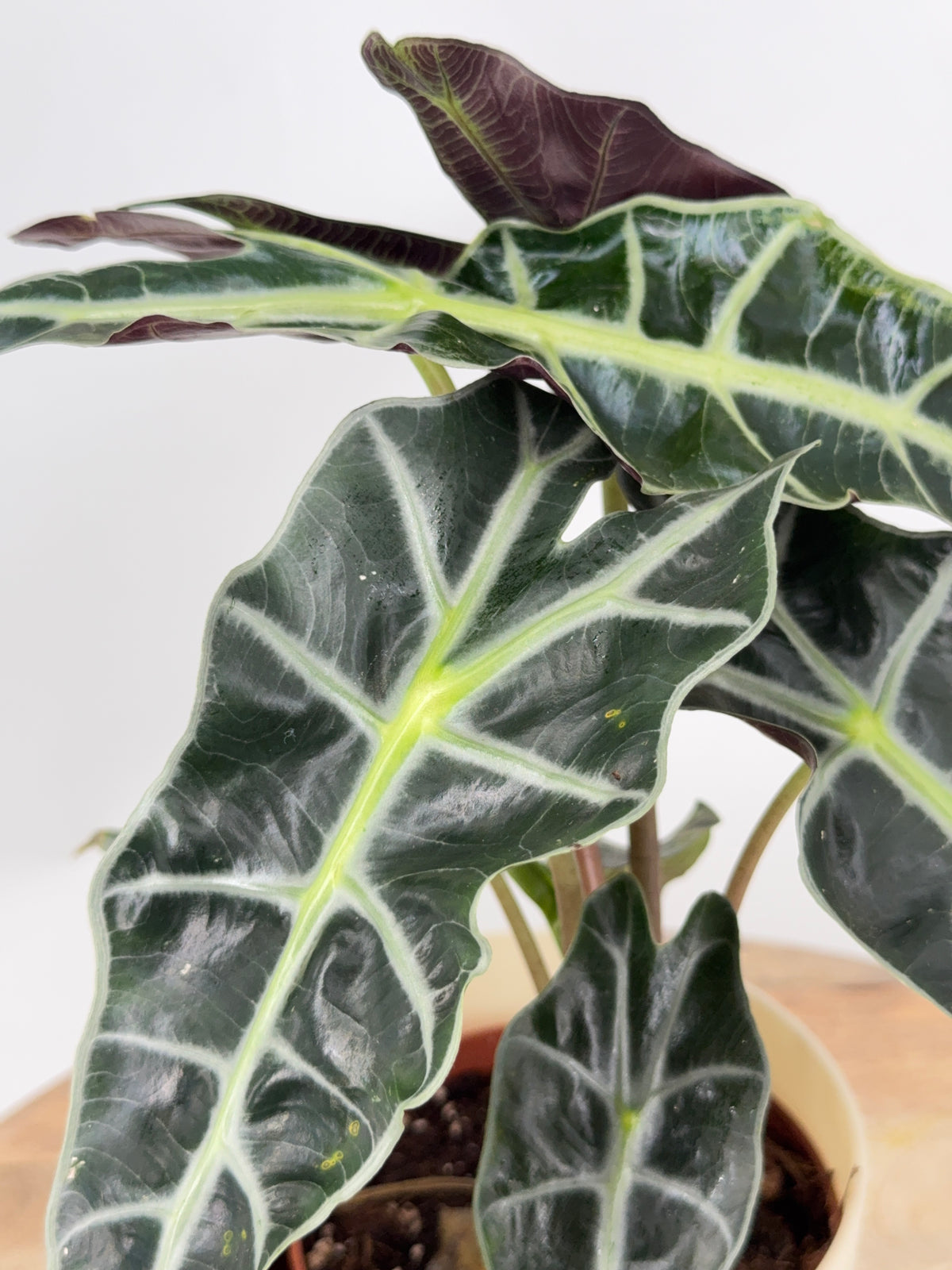 ALOCASIA POLLY M12