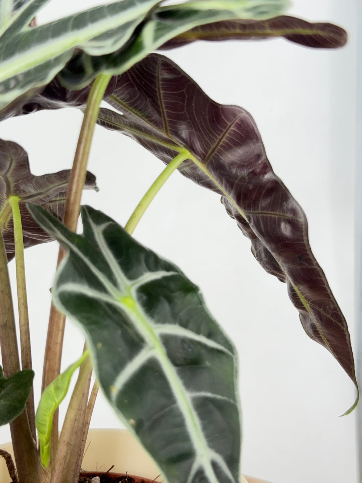ALOCASIA POLLY M12
