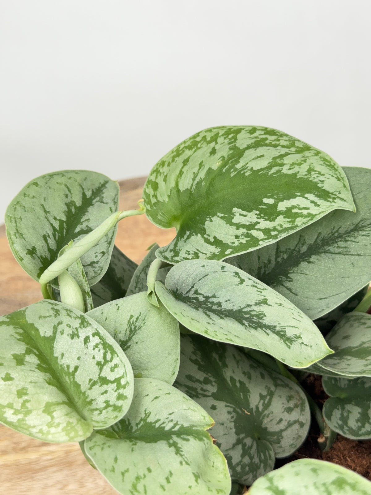 SCINDAPSUS PICTUS TREBIE M12