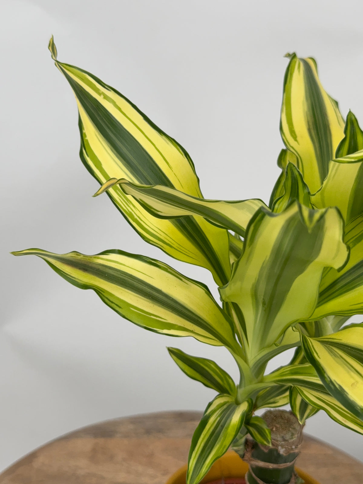 DRACAENA FRANGANS MEZCLADO M11