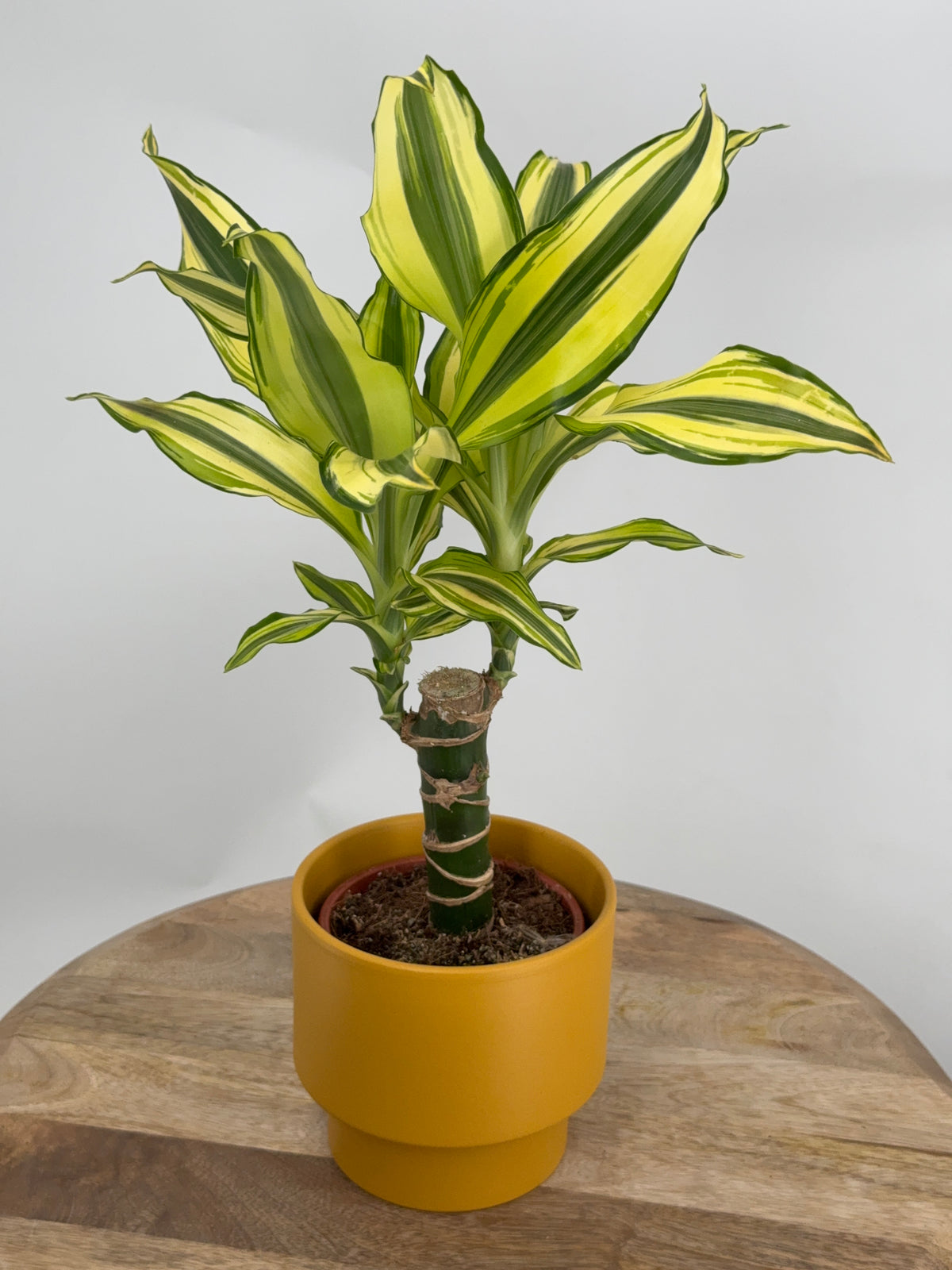DRACAENA FRANGANS MEZCLADO M11