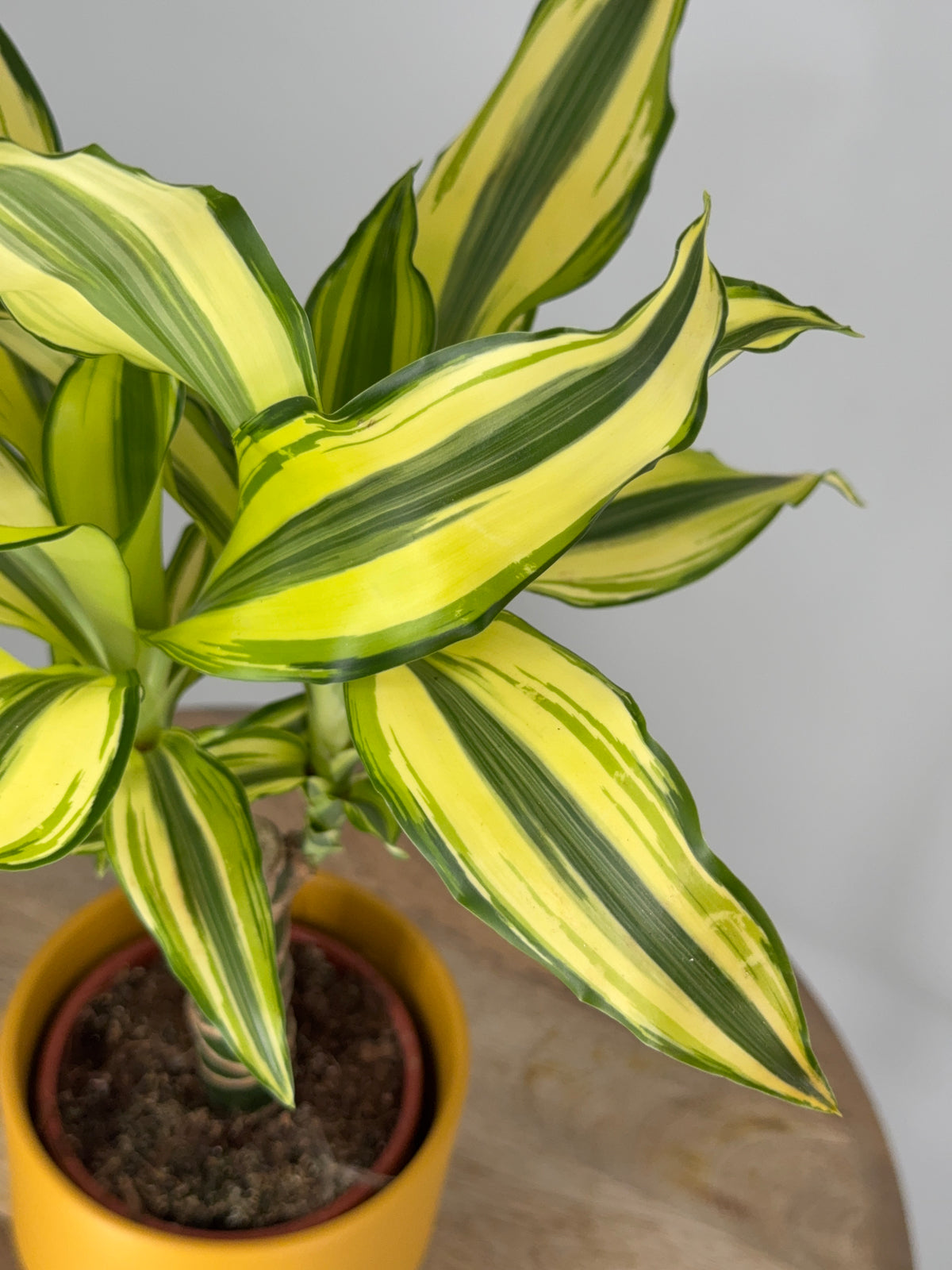 DRACAENA FRANGANS MEZCLADO M11