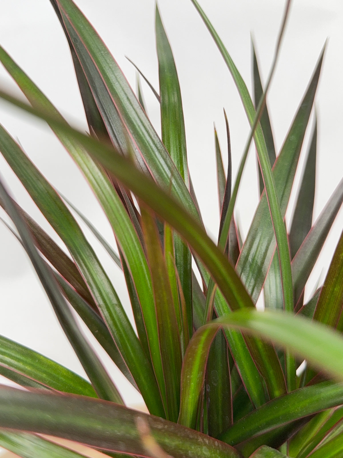 DRACAENA MARGINATA MAGENTA M7