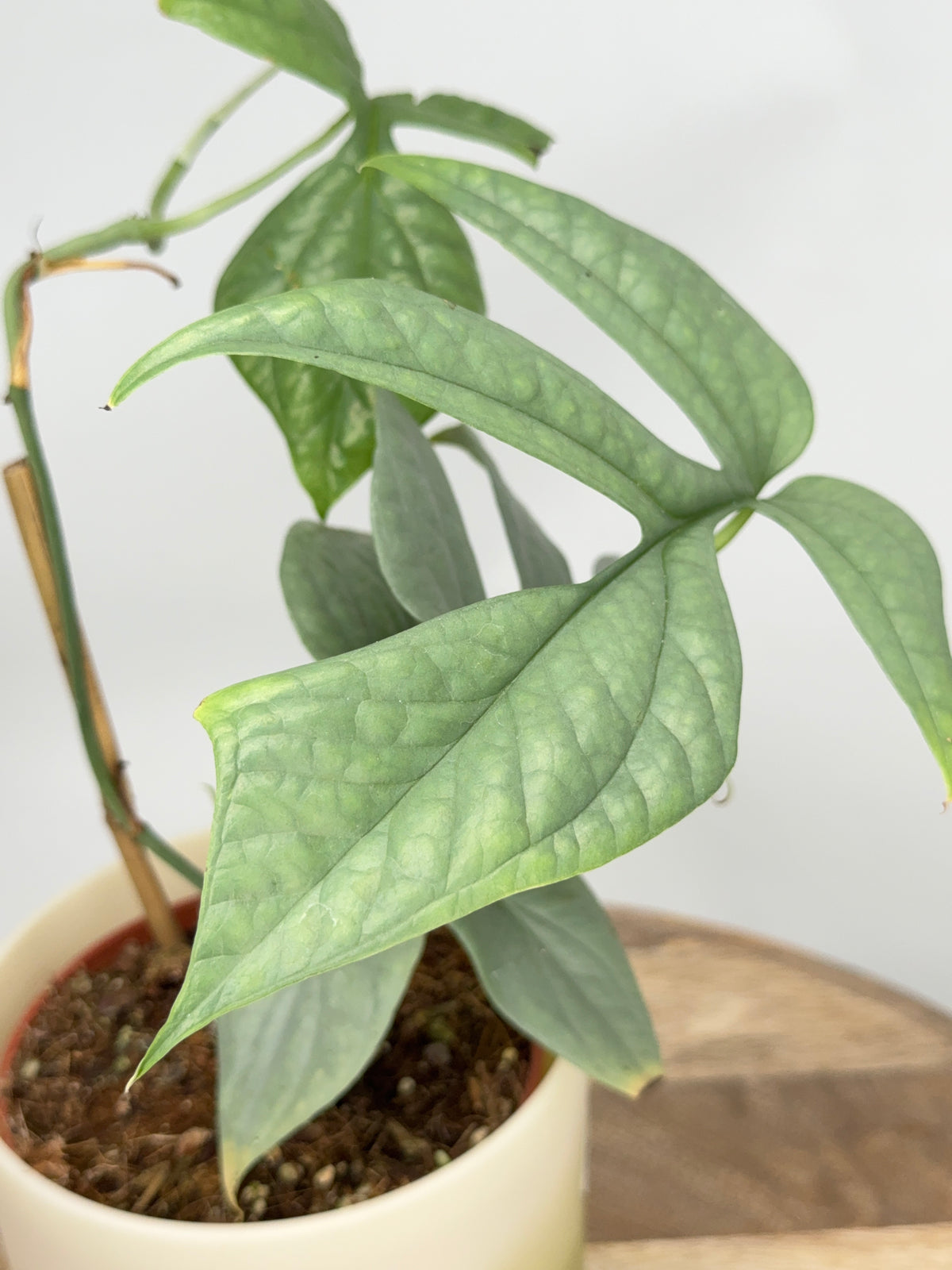 MONSTERA AMYDRIUM MEDIOUM SILVER M12