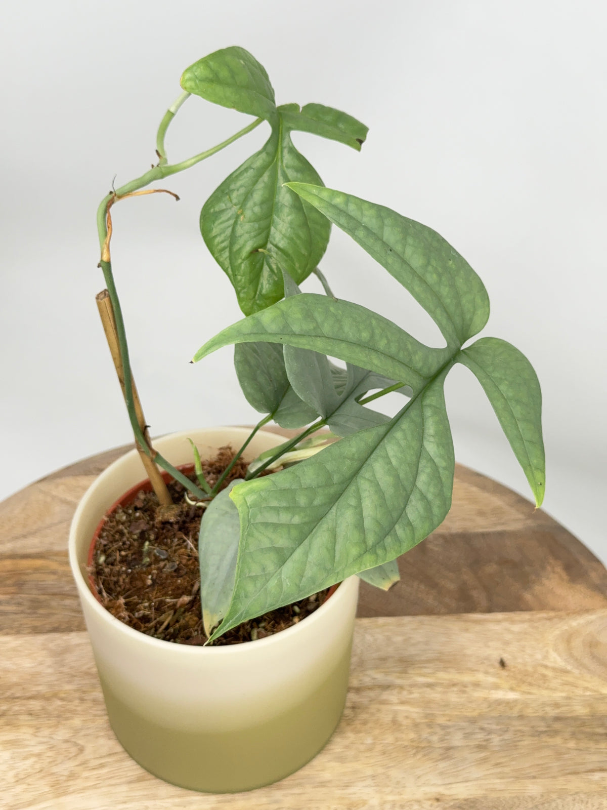MONSTERA AMYDRIUM MEDIOUM SILVER M12