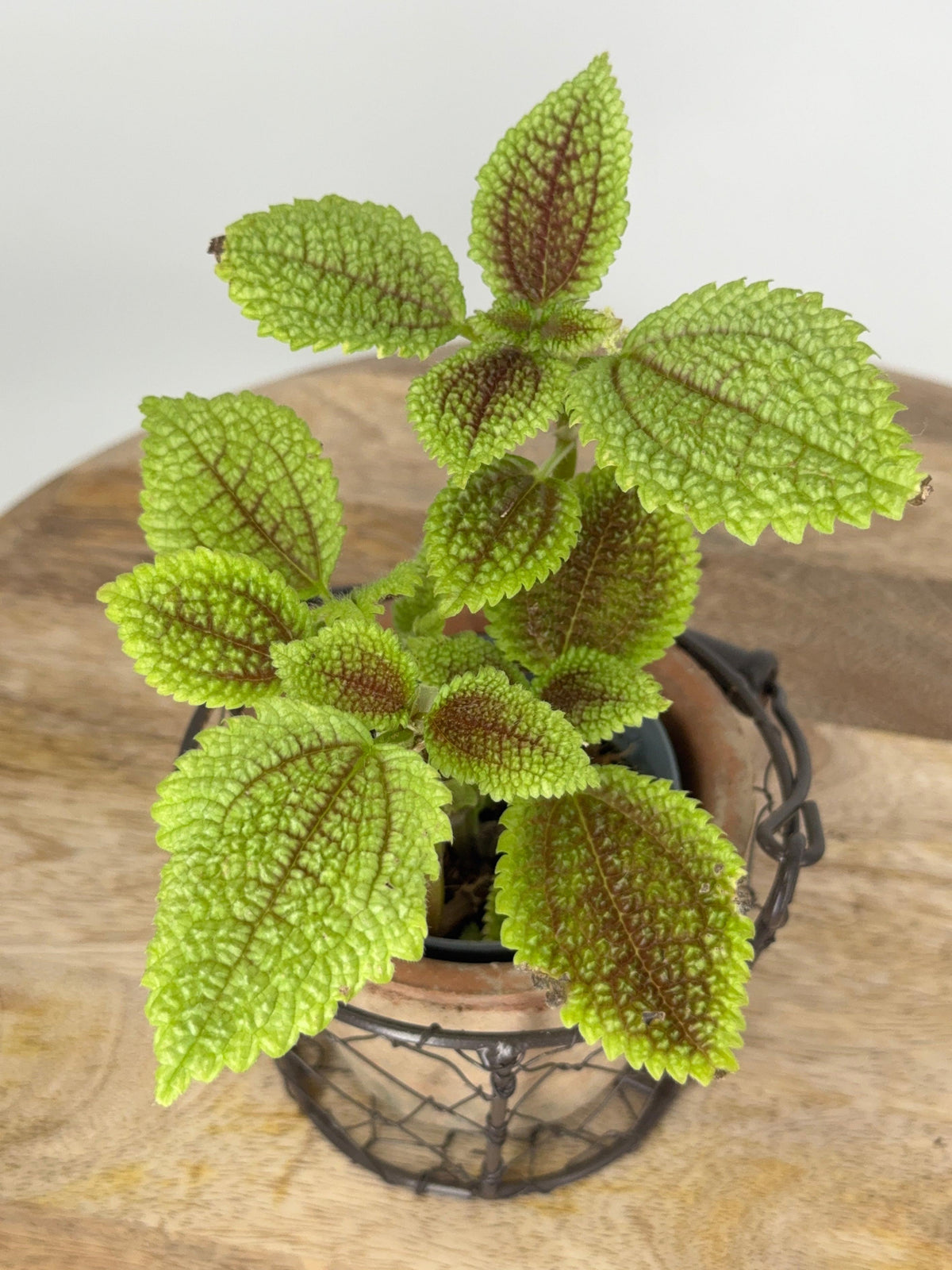 PILEA ALUMI M8.5