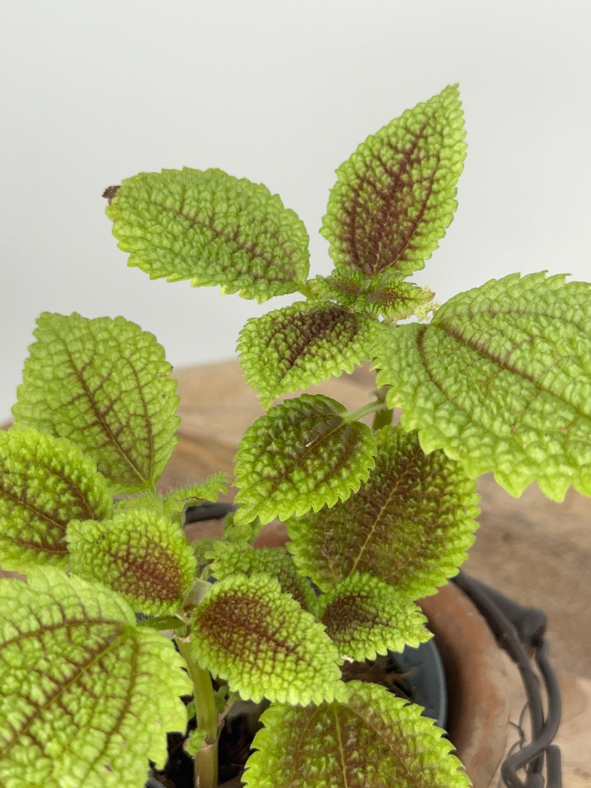 PILEA ALUMI M8.5