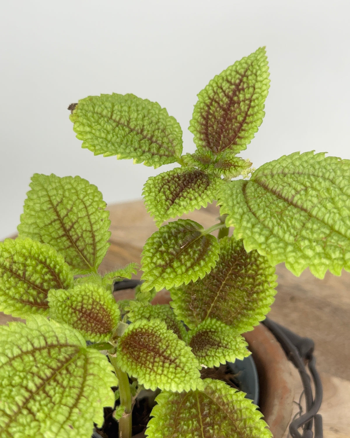 PILEA ALUMI M8.5