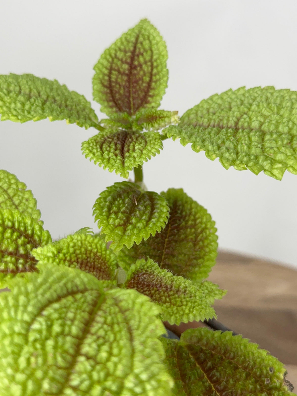 PILEA ALUMI M8.5