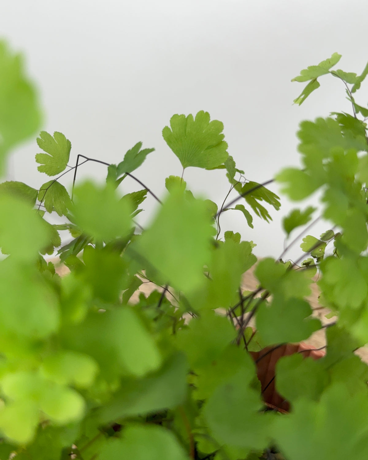 ADIANTUM RAD FRAGRANS M8,5