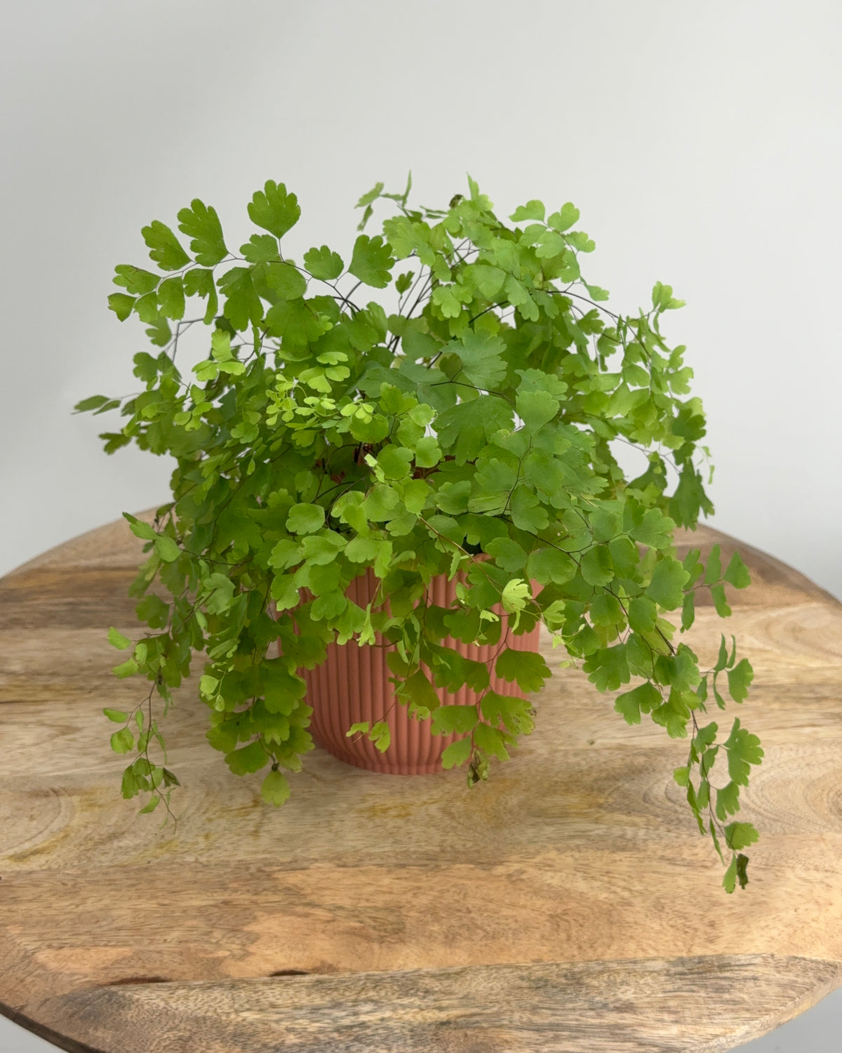 ADIANTUM RAD FRAGRANS M8,5