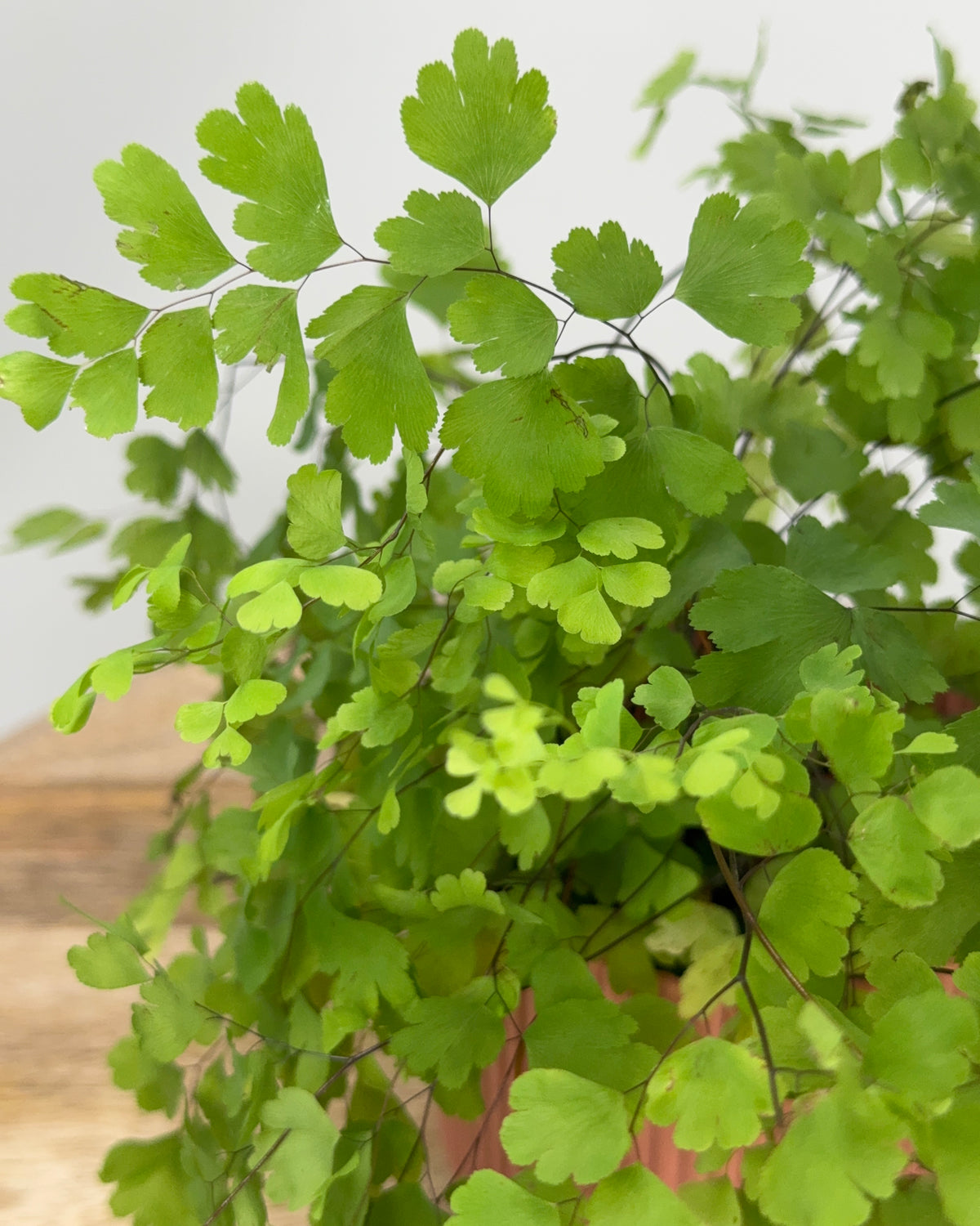 ADIANTUM RAD FRAGRANS M8,5
