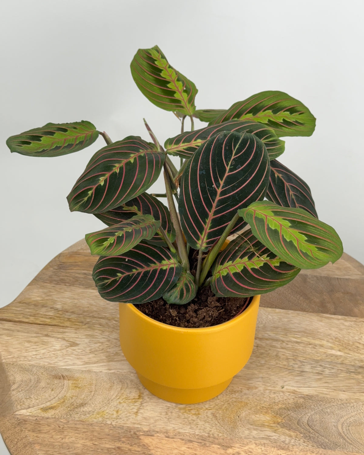 MARANTA LEU. FASCINATOR