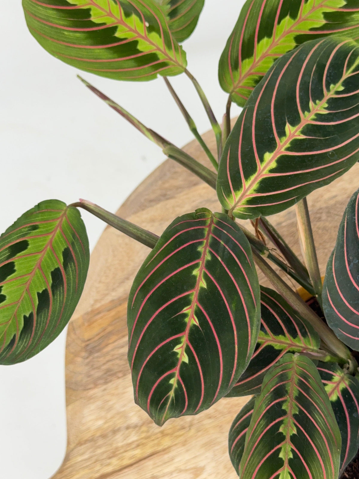 MARANTA LEU. FASCINATOR
