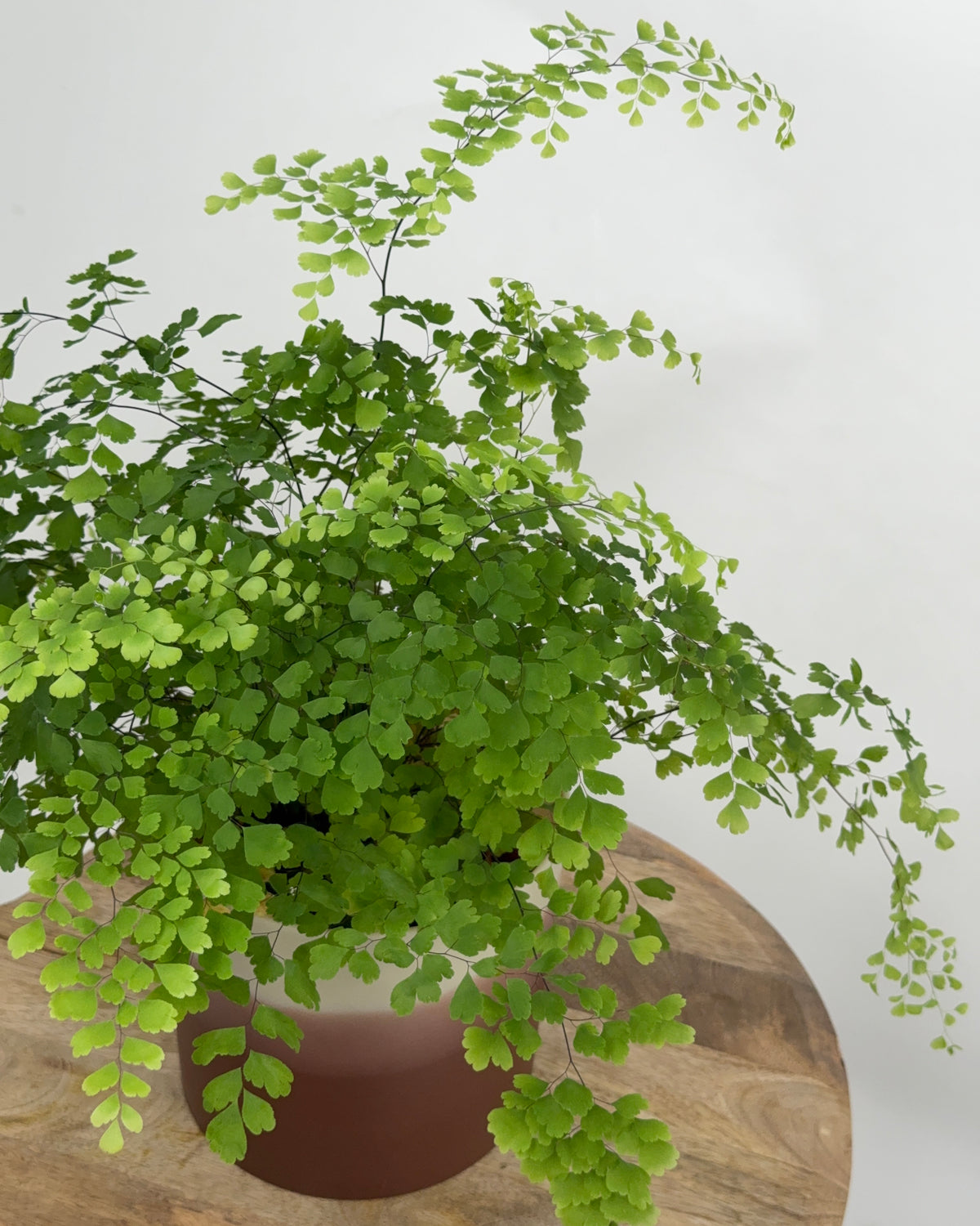 ADIANTUM MEZCLADO