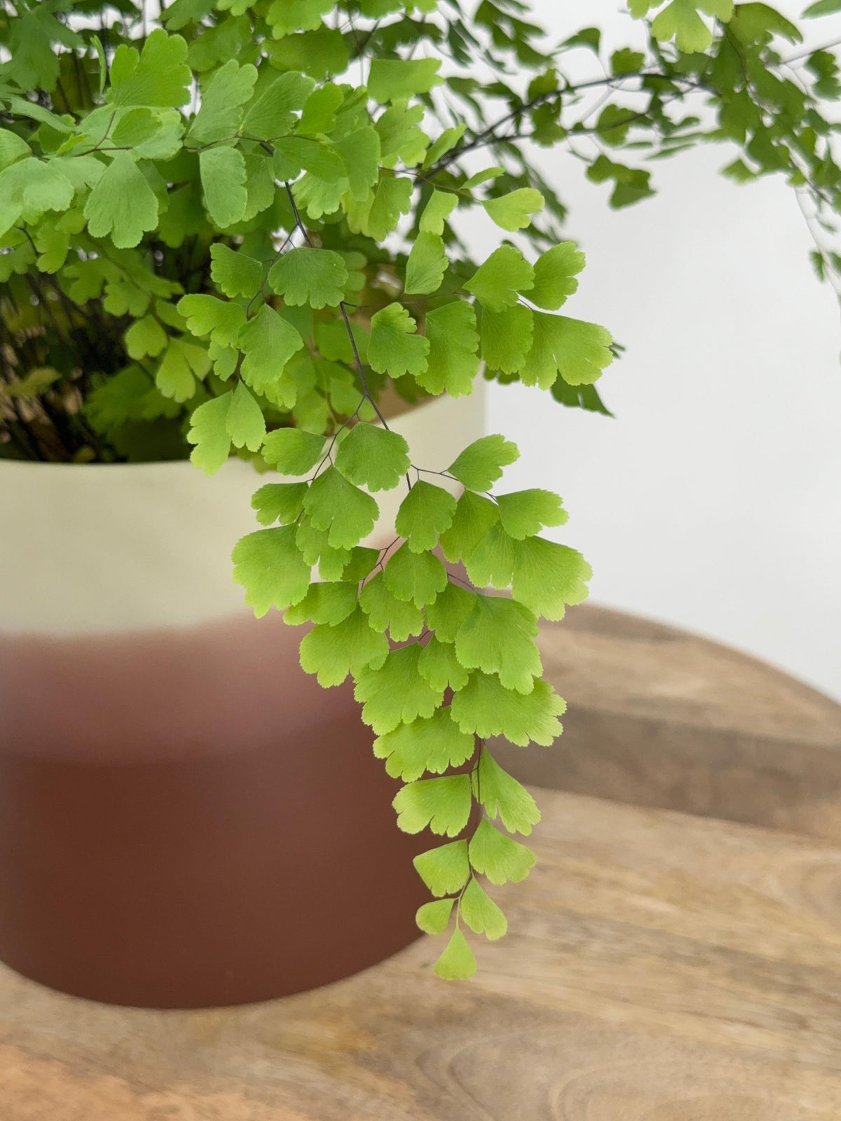 ADIANTUM MEZCLADO