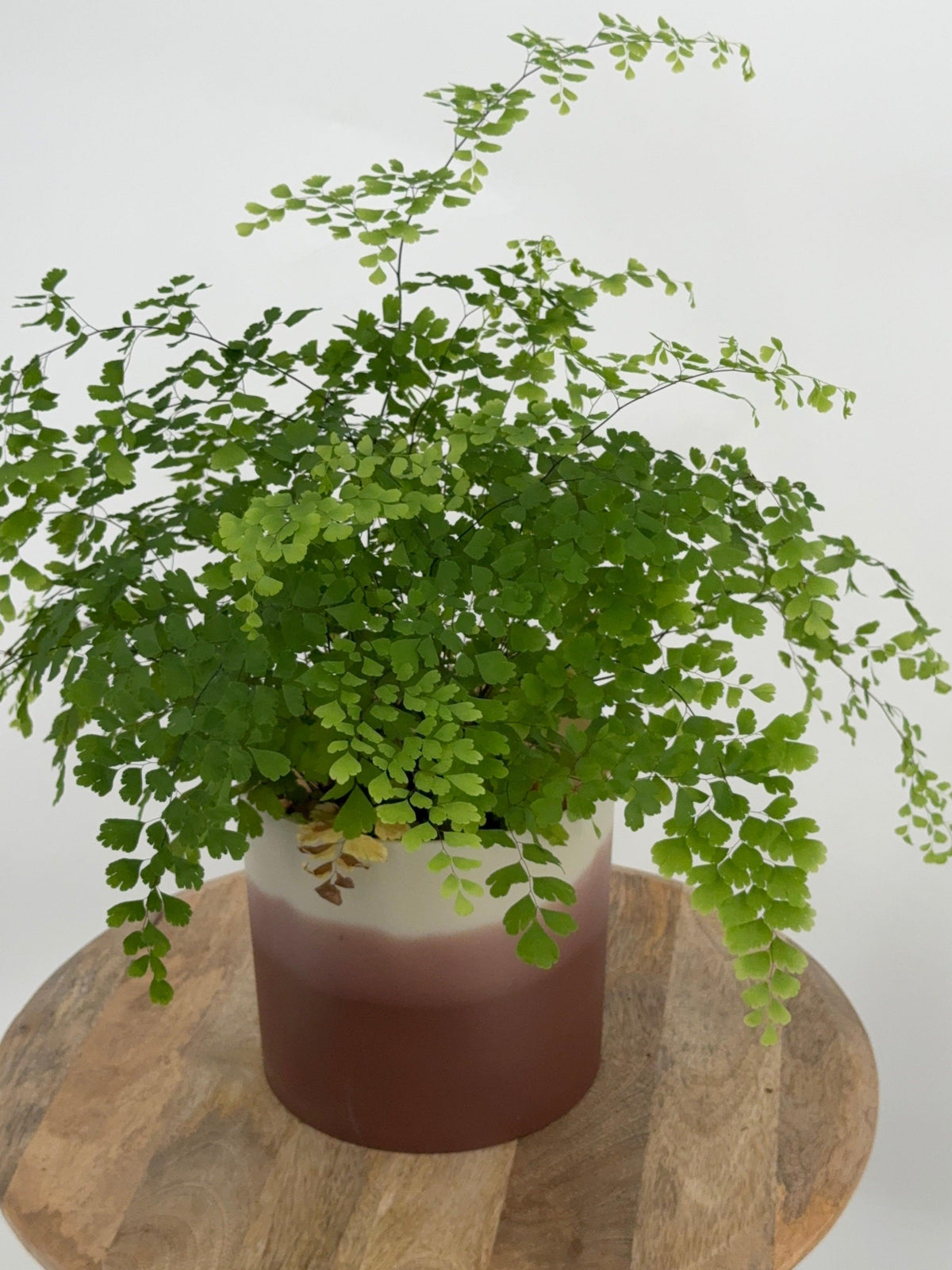 ADIANTUM MEZCLADO