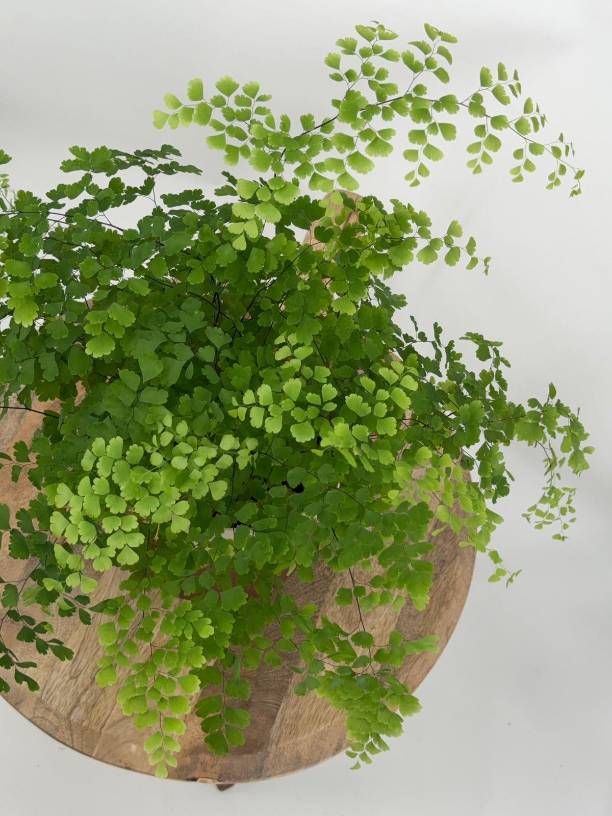 ADIANTUM MEZCLADO