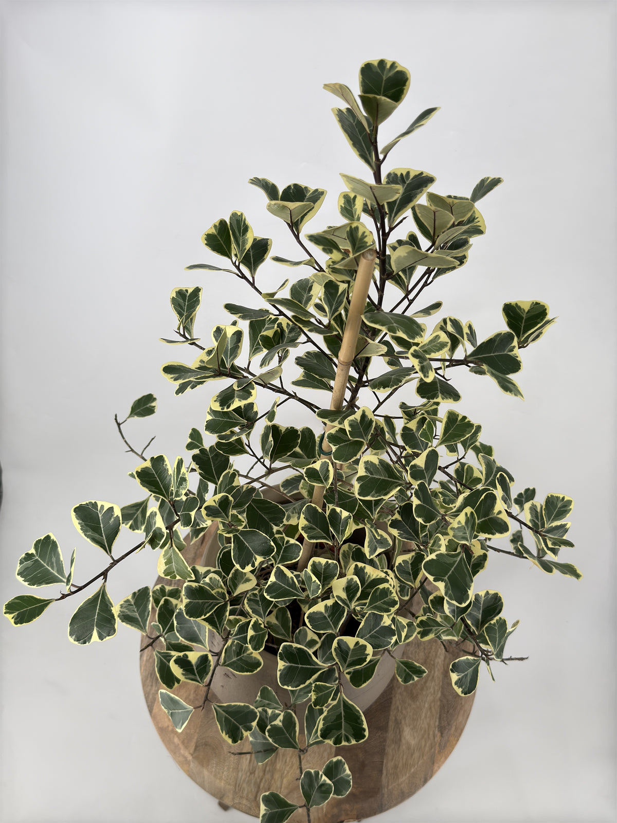 FICUS TRIAN SWEETHEART M17