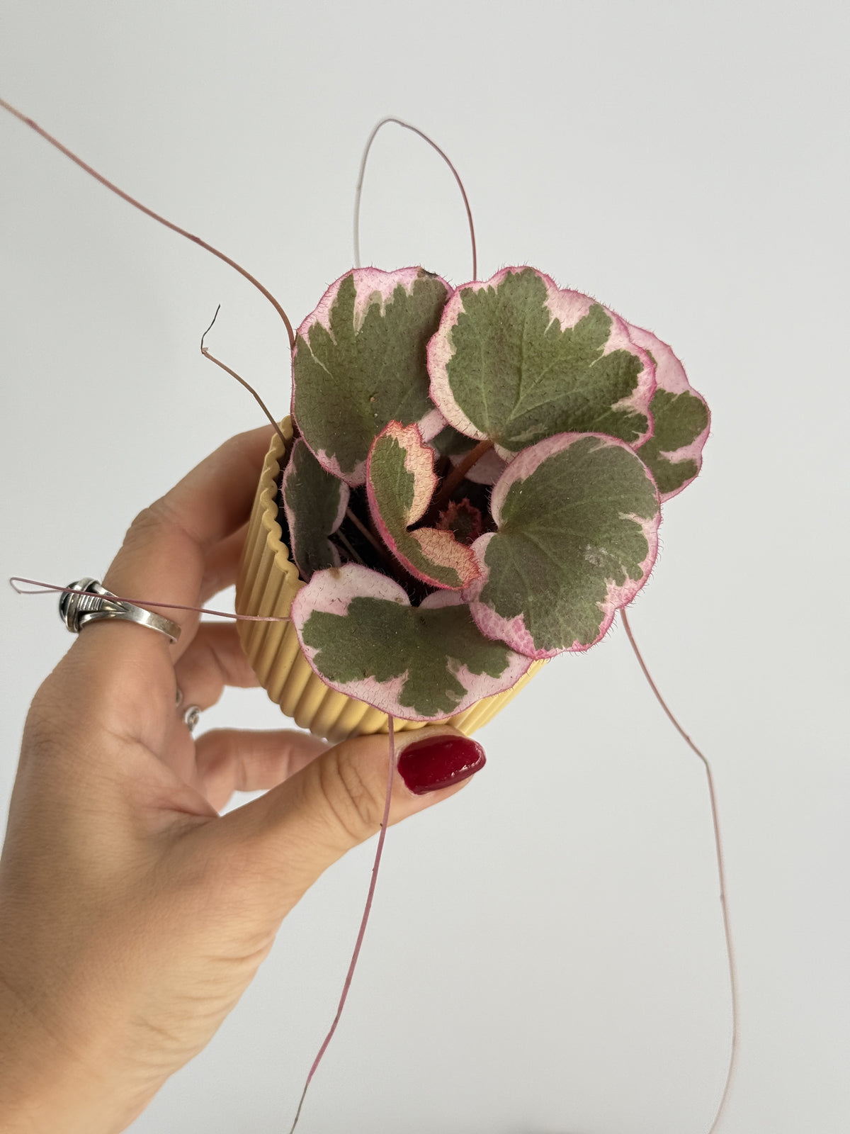 SAXIFRAGA STOL. TRICOLOR M6