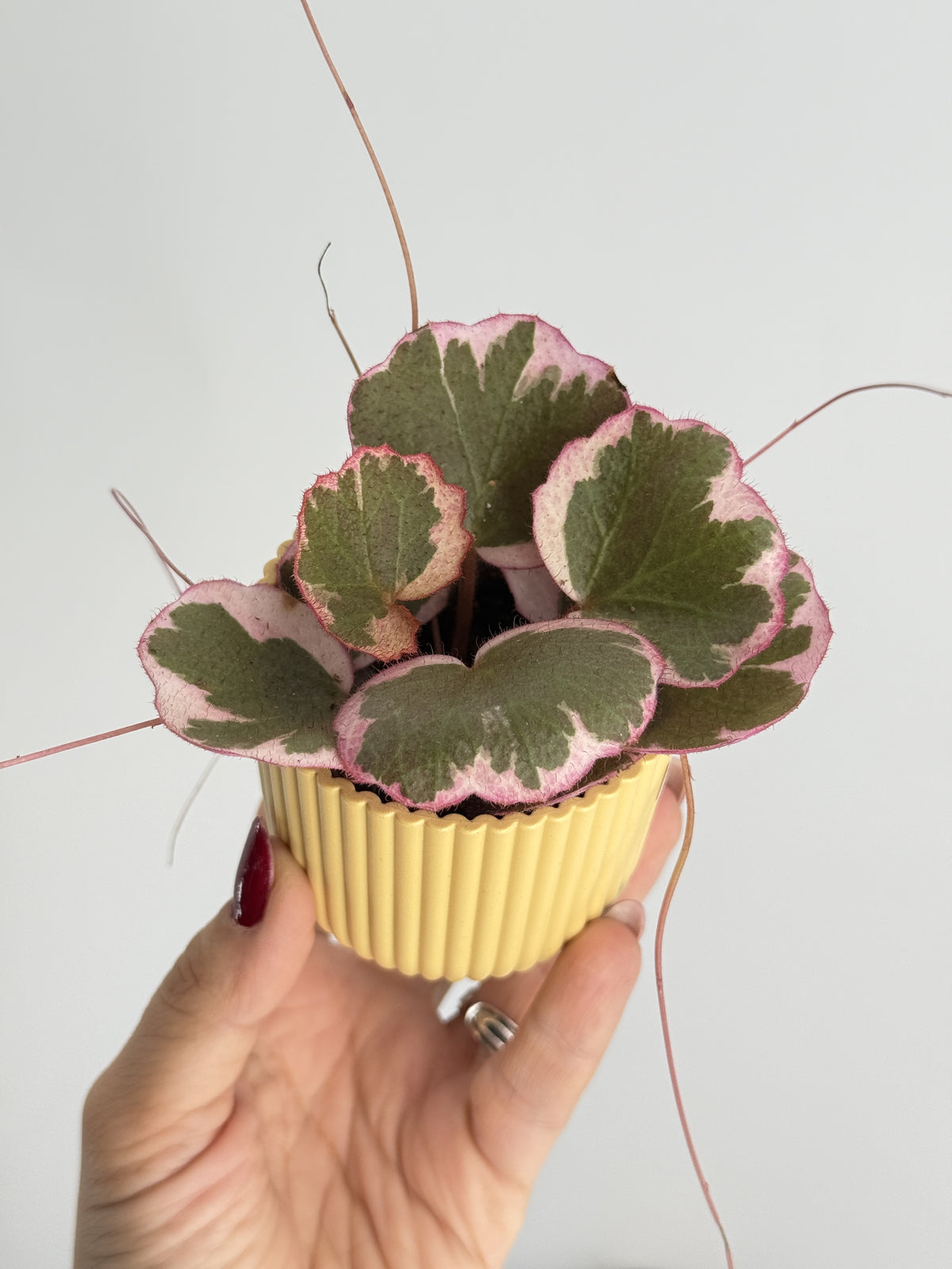 SAXIFRAGA STOL. TRICOLOR M6
