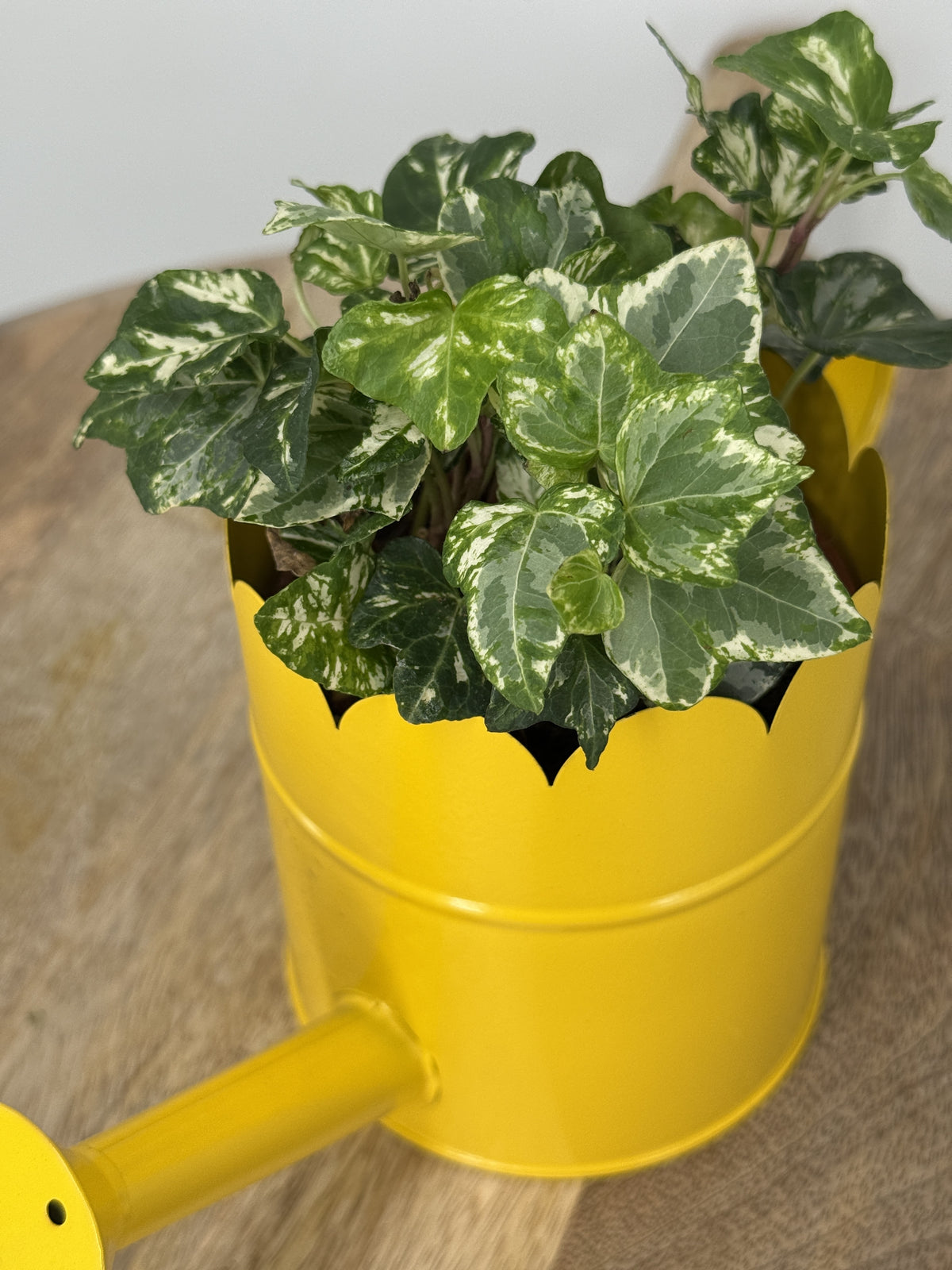 HEDERA HELIX MIX M9