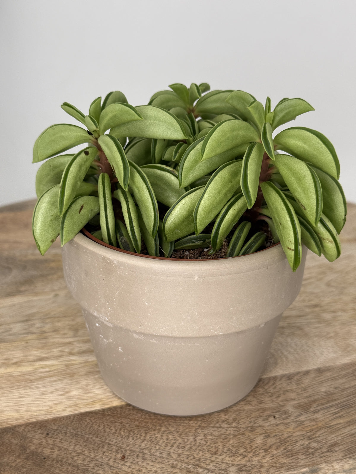 PEPEROMIA HAPPY BEAN