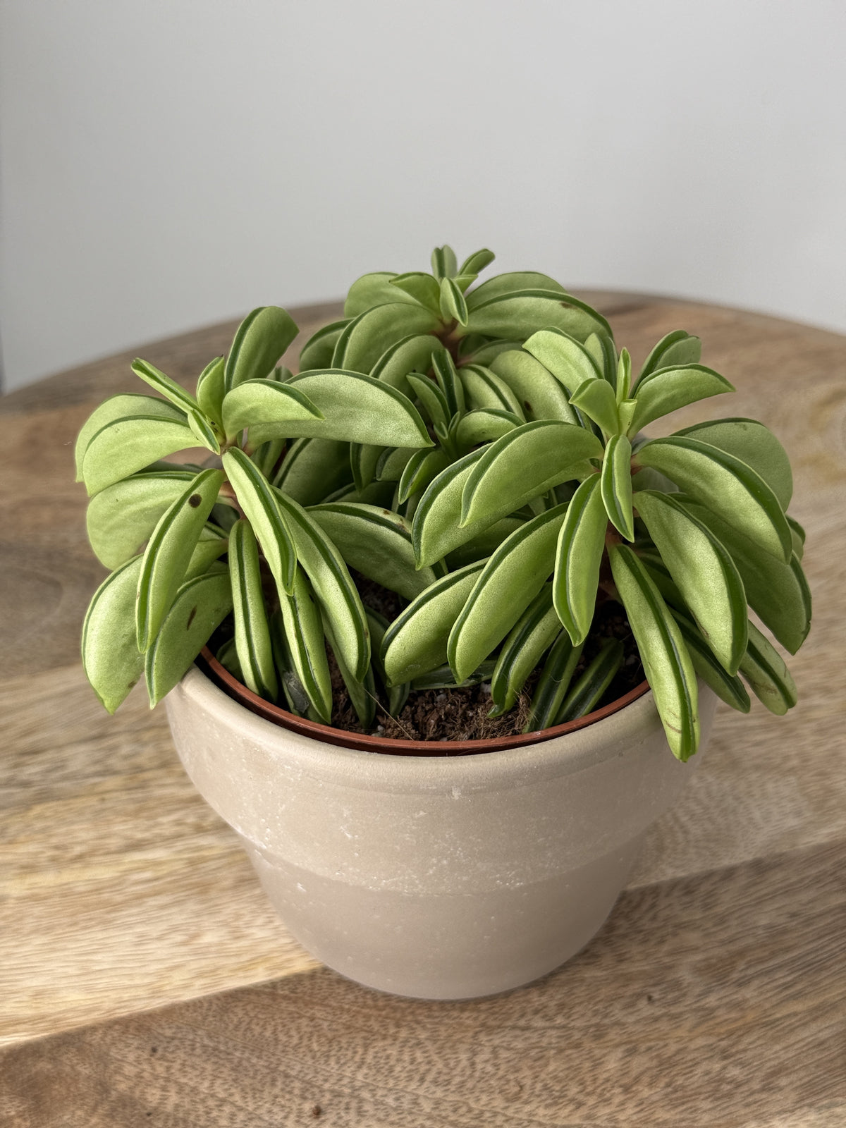 PEPEROMIA HAPPY BEAN