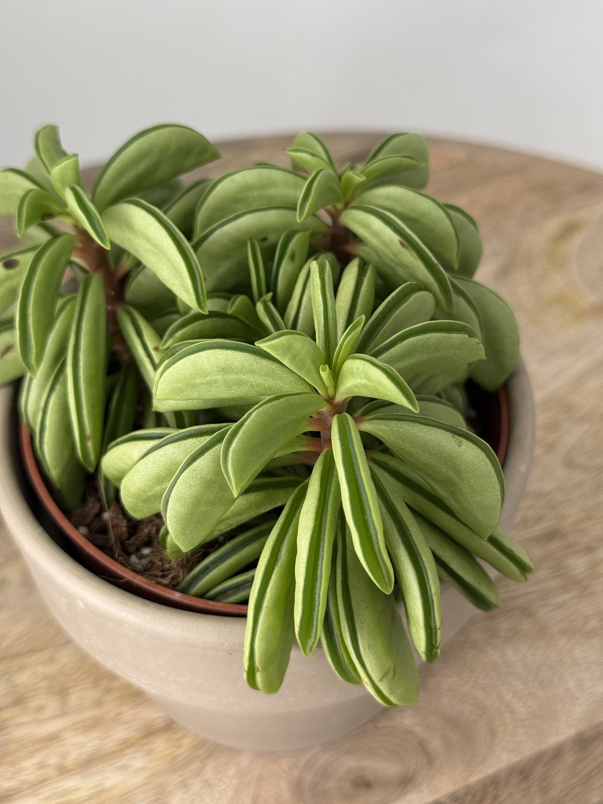 PEPEROMIA HAPPY BEAN