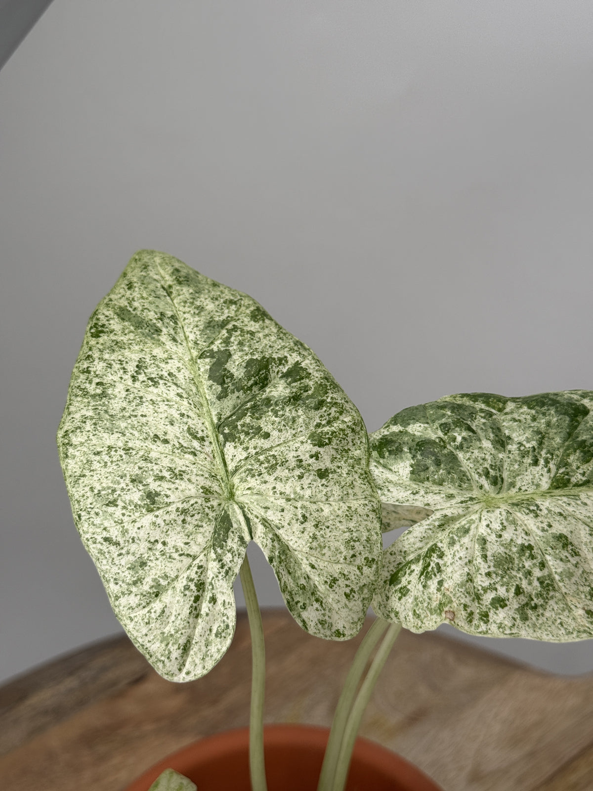 ALOCASIA ODORA VARIEGATA