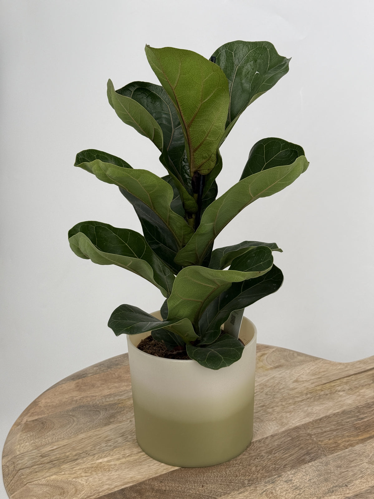 FICUS LYRATA BAMBINO M12