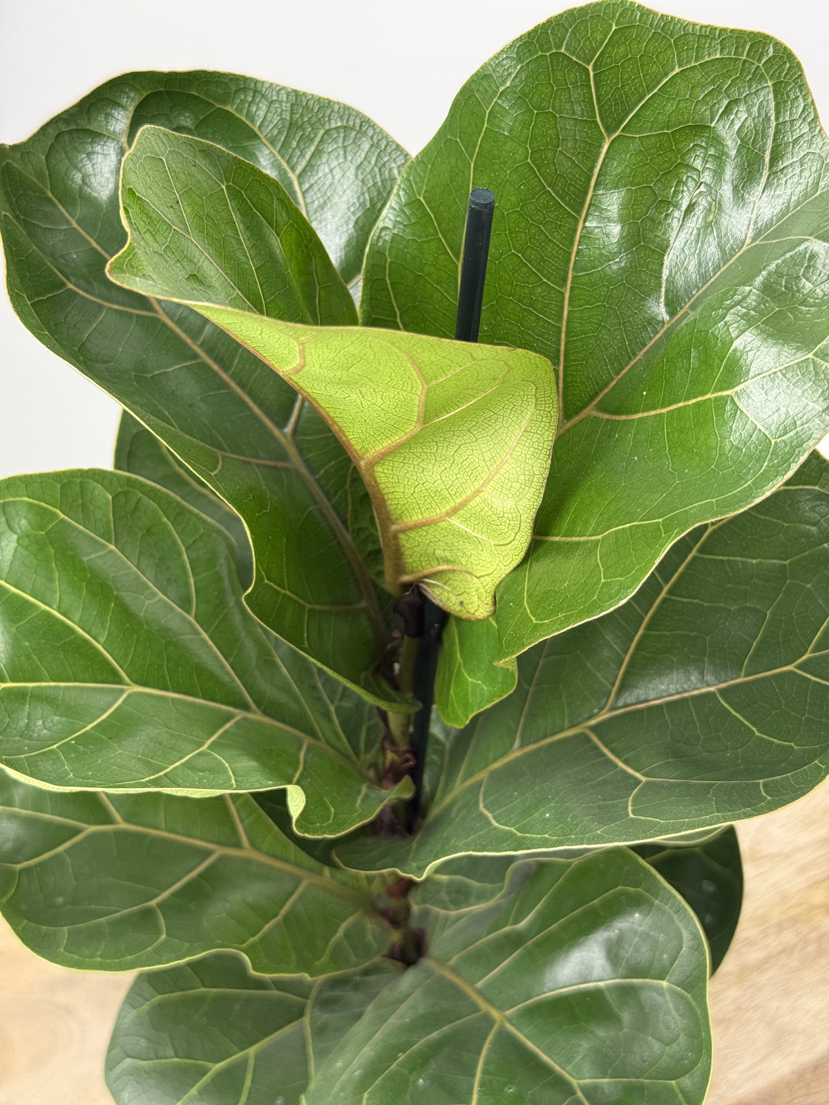 FICUS LYRATA BAMBINO M12