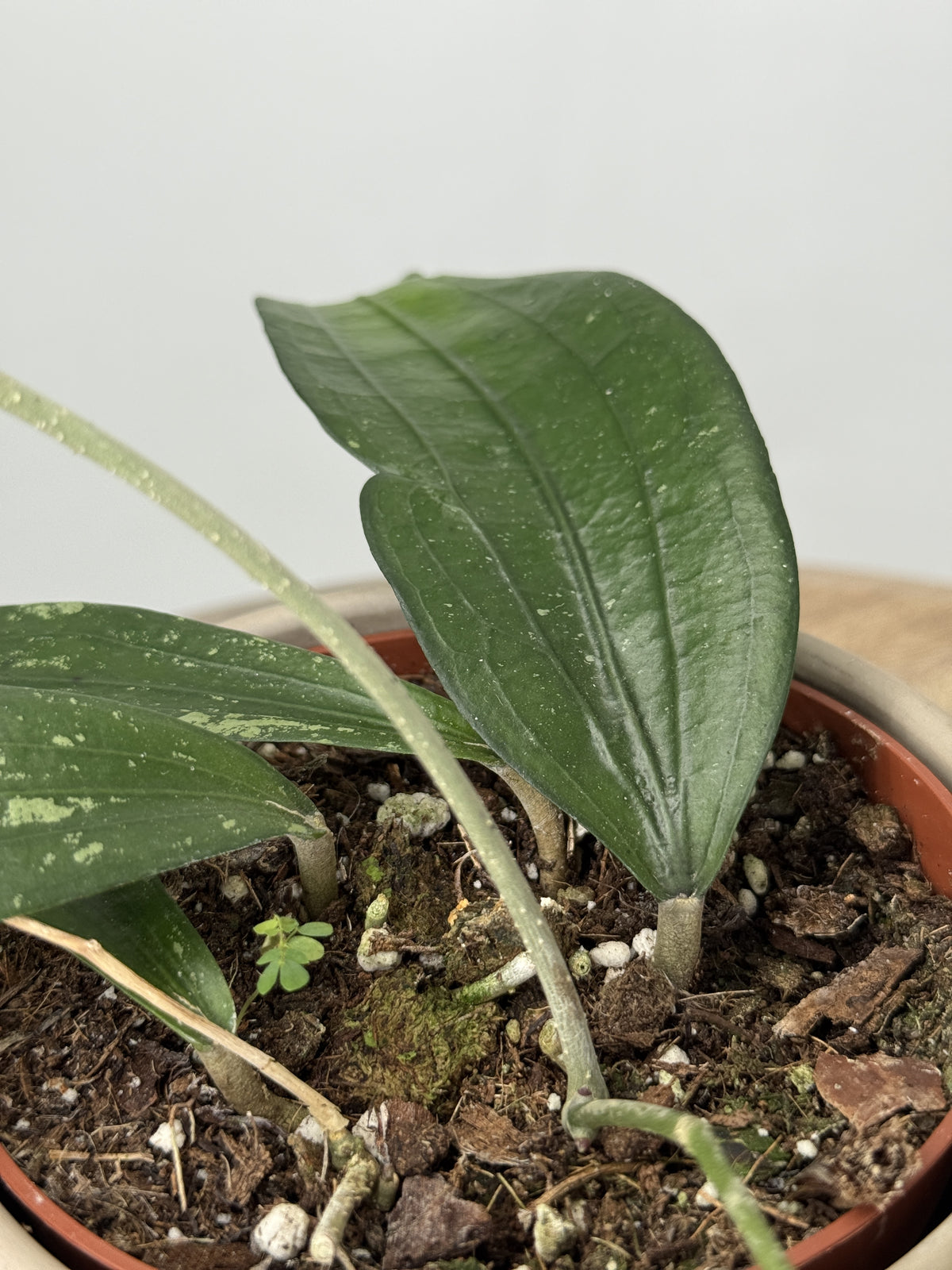 HOYA RINDU RAFFESIA