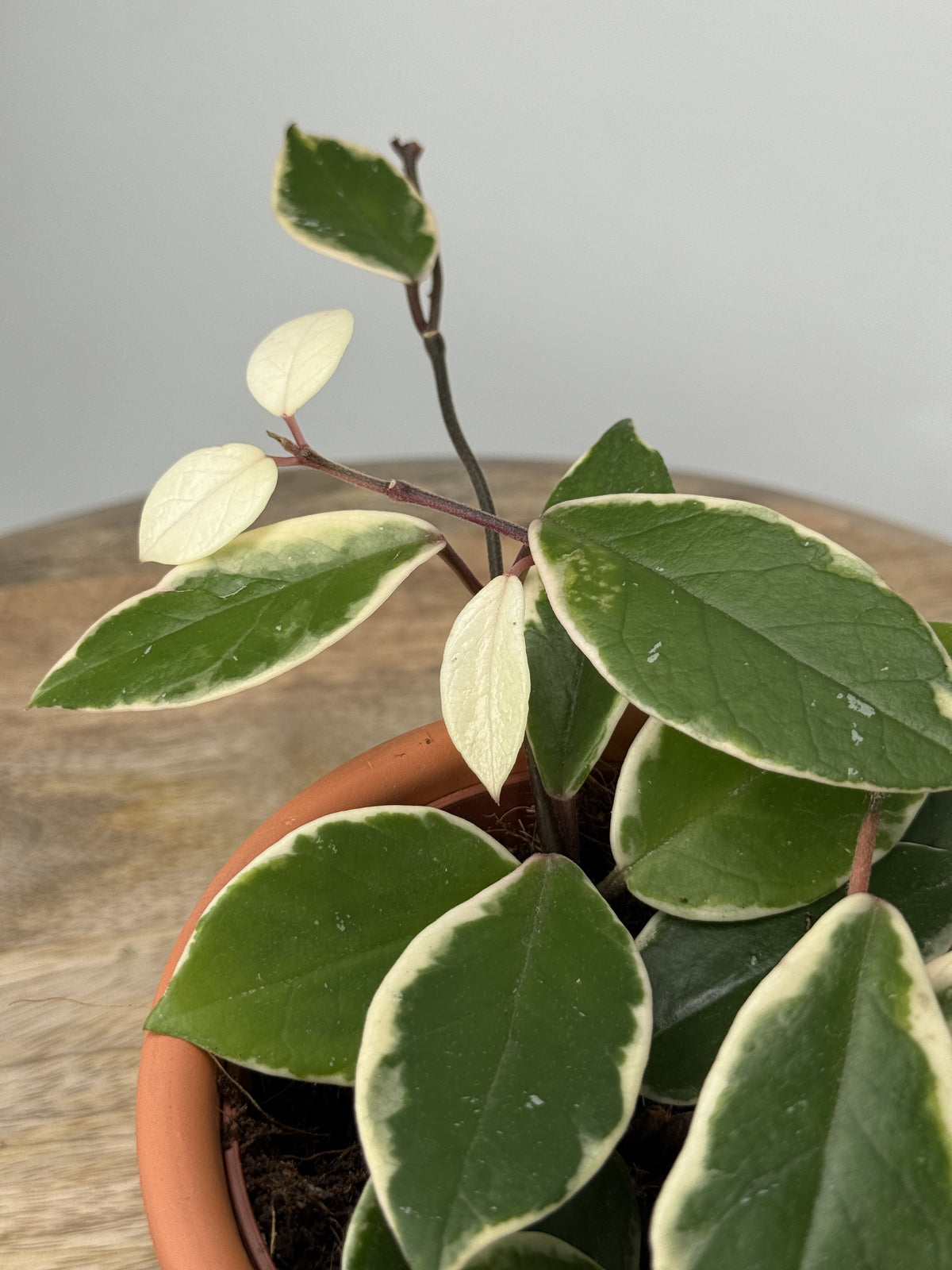 HOYA FLAMINGO DREAM M12