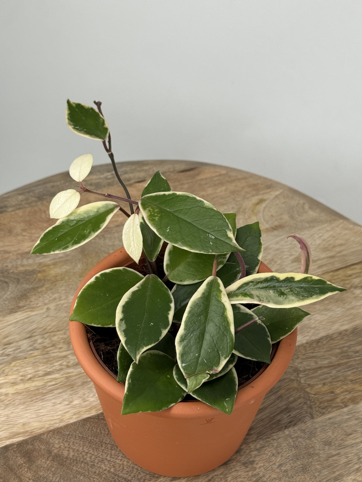 HOYA FLAMINGO DREAM M12