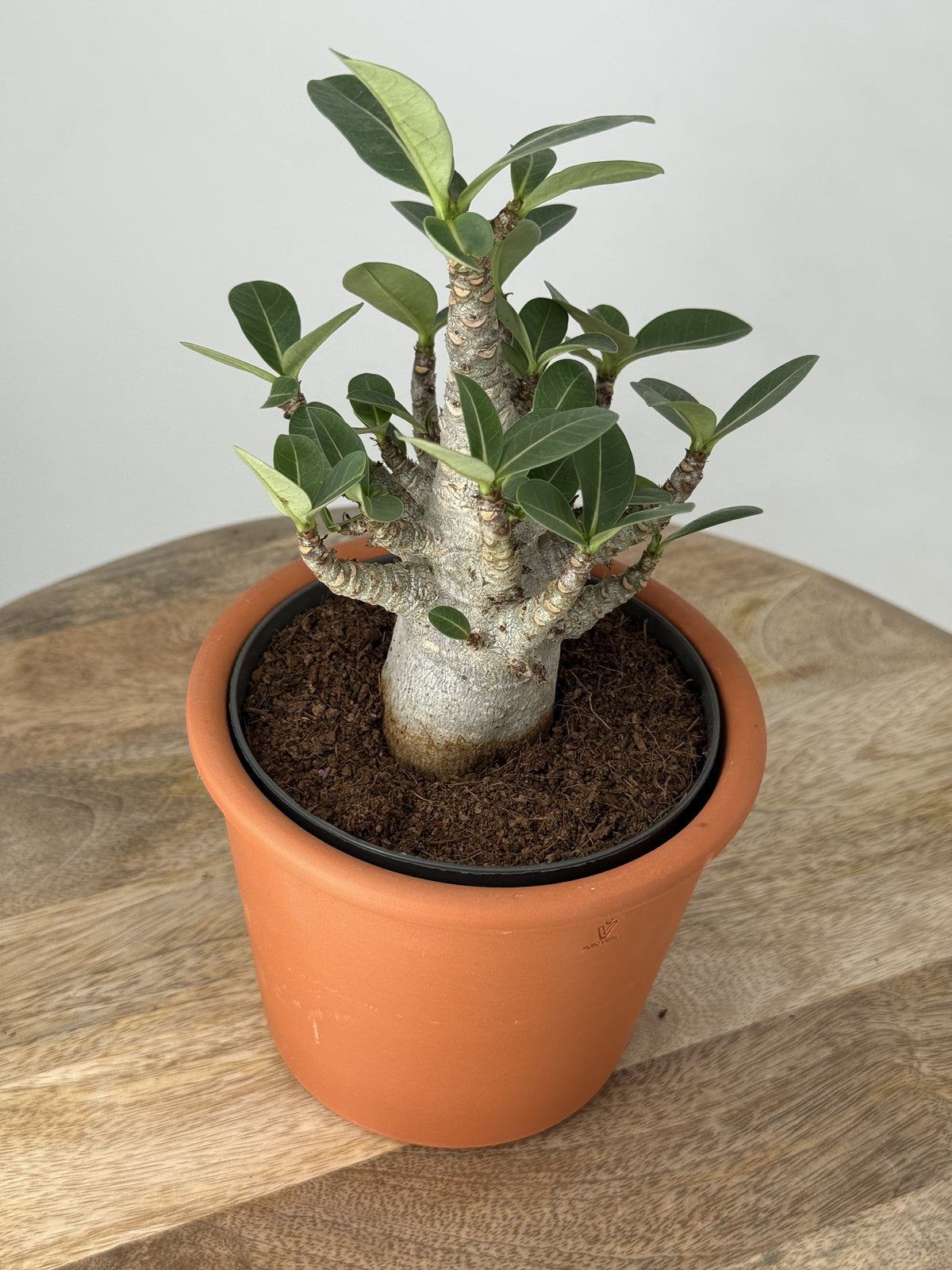 ADENIUM ANSU BAOBAB M12CM