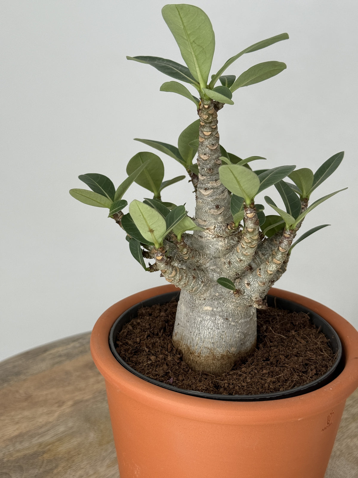 ADENIUM ANSU BAOBAB M12CM