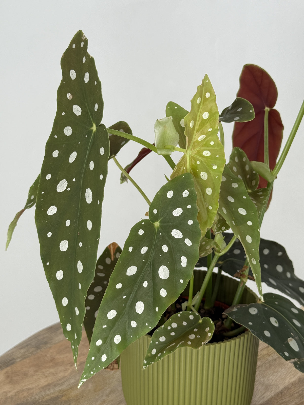 BEGONIA FOLIAGE MACULATA