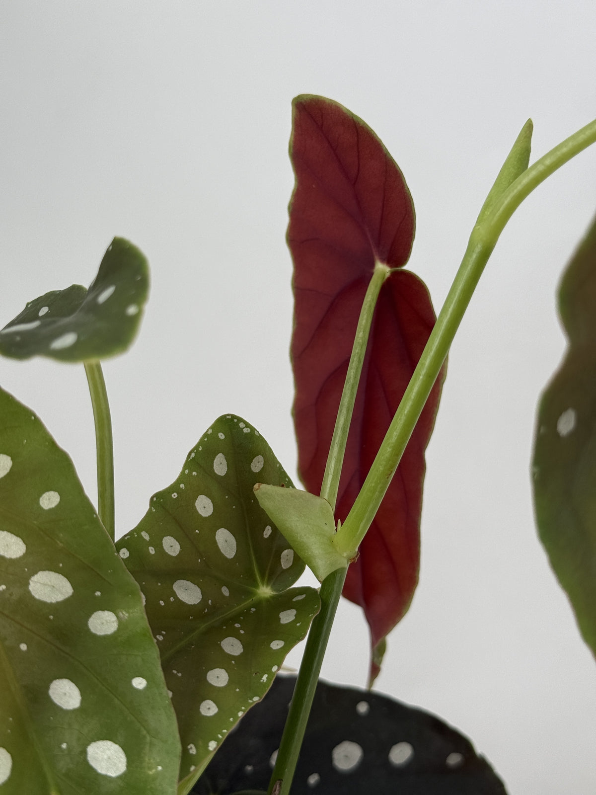 BEGONIA FOLIAGE MACULATA