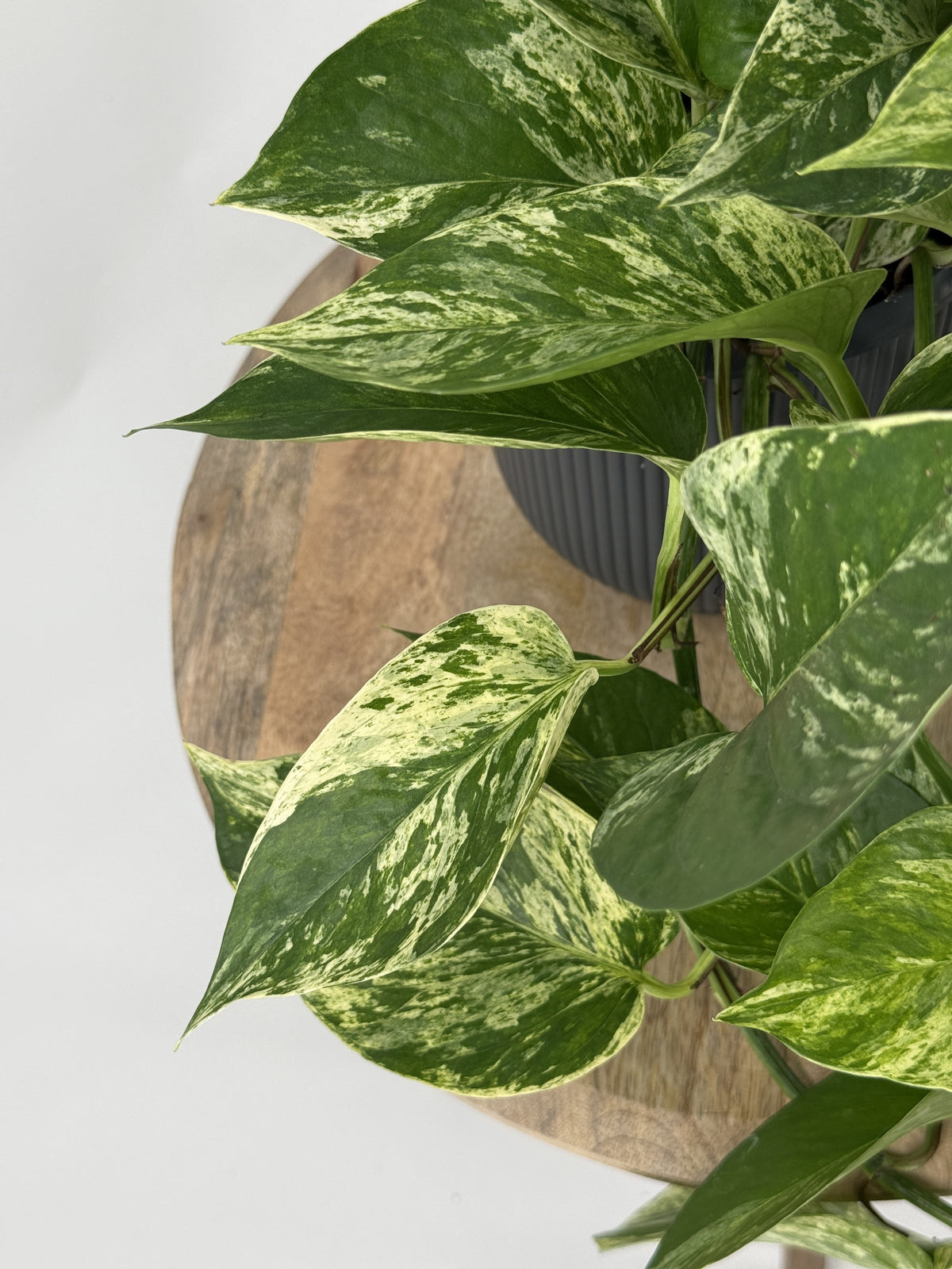 EPIPREMNUM PIN MARBLE QUEEN HANGING M17