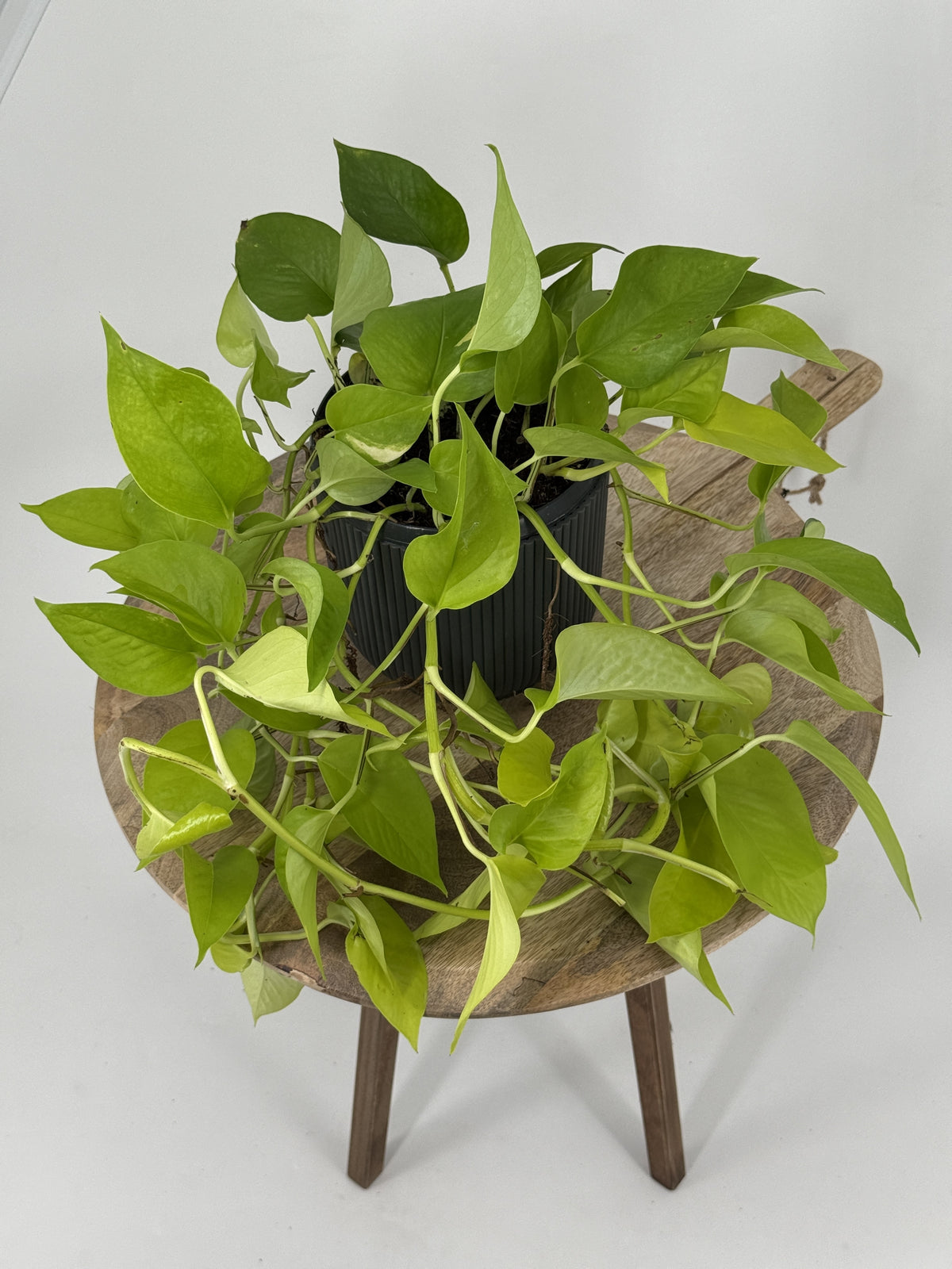 EPIPREMNUM PIN GOLDEN POTHOS HANGING