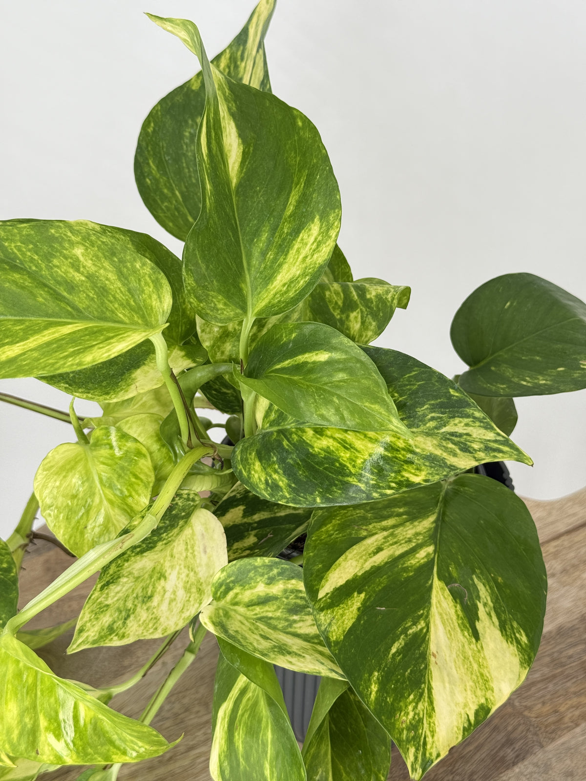 EPIPREMNUM PINN. HANG M15