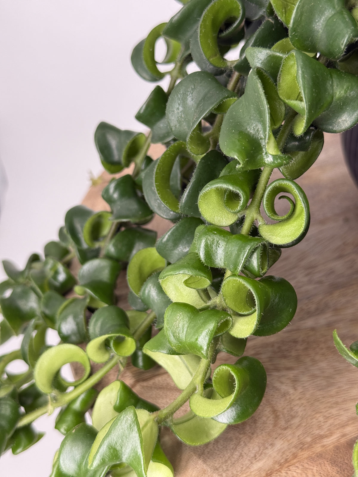 AESCHYNANTHUS MEZCLADO