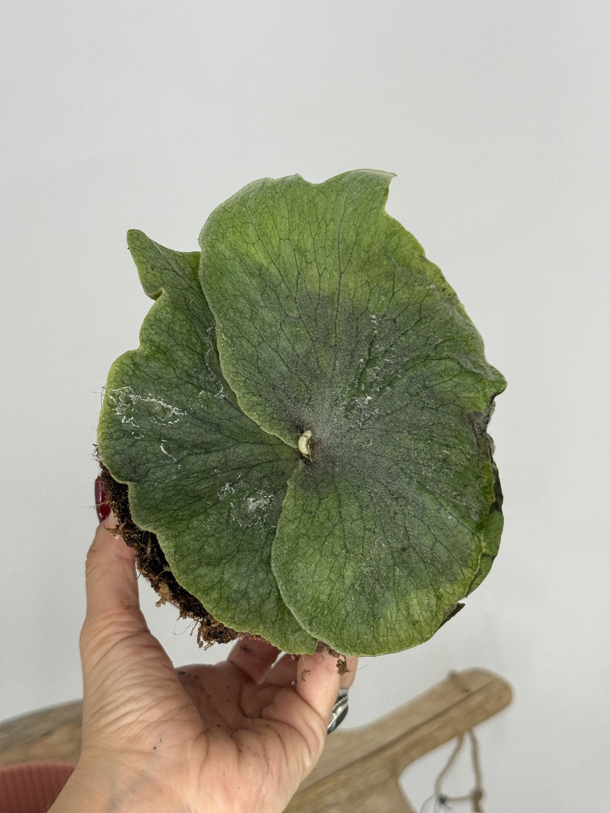 PLATYCERIUM SUPERBUM M12