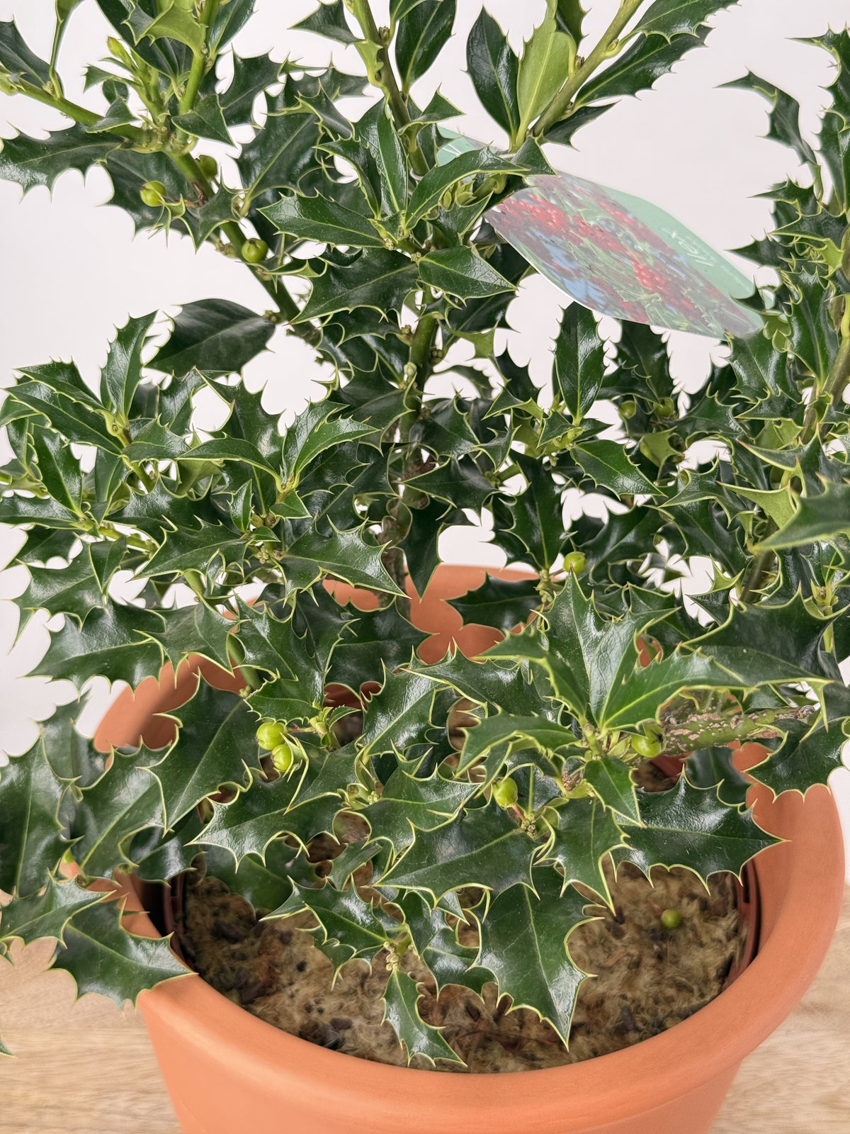 ILEX AQUIFOLIUM "ALASKA" 2.5L
