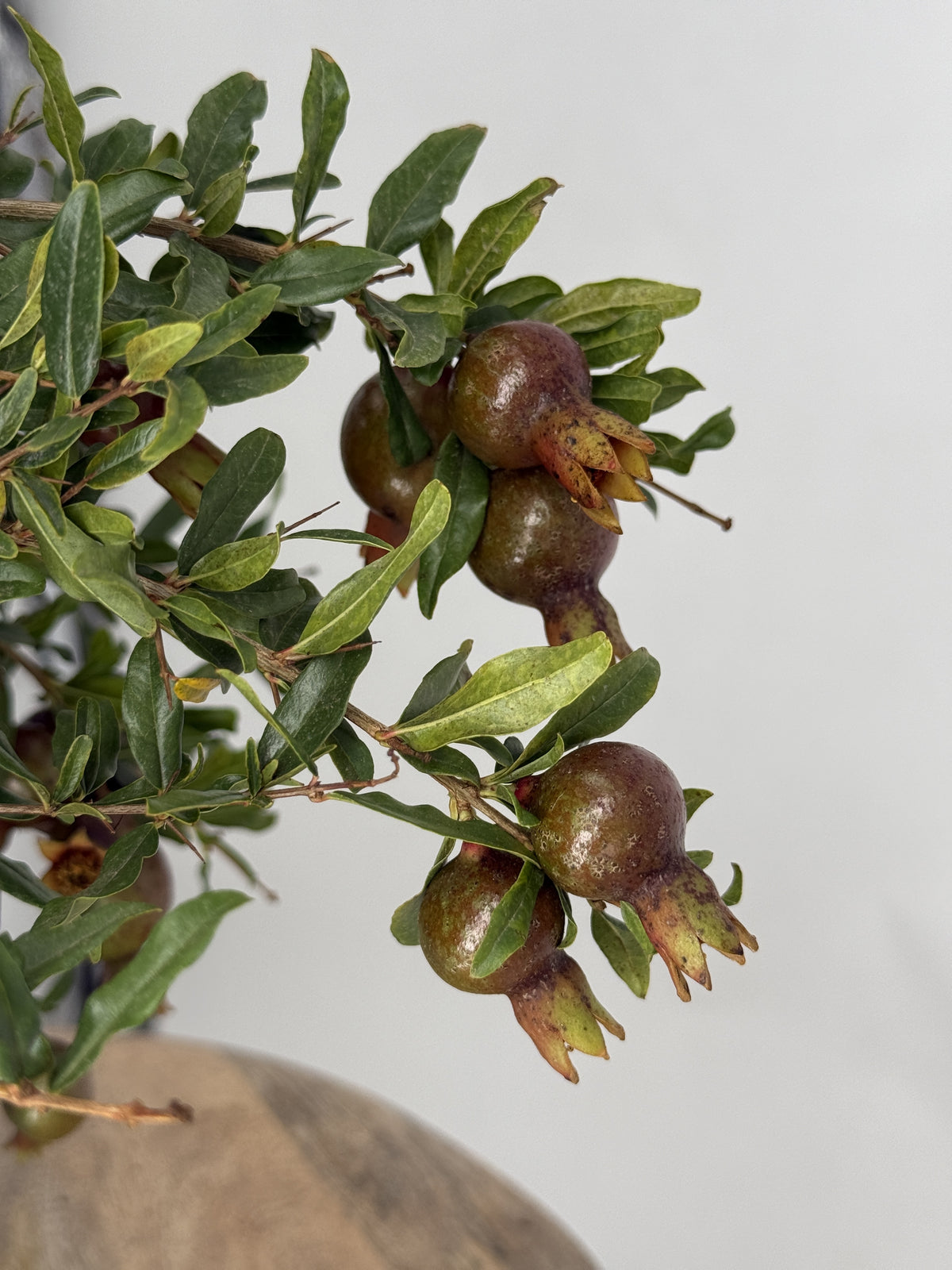 PUNICA GRANATUM NANA