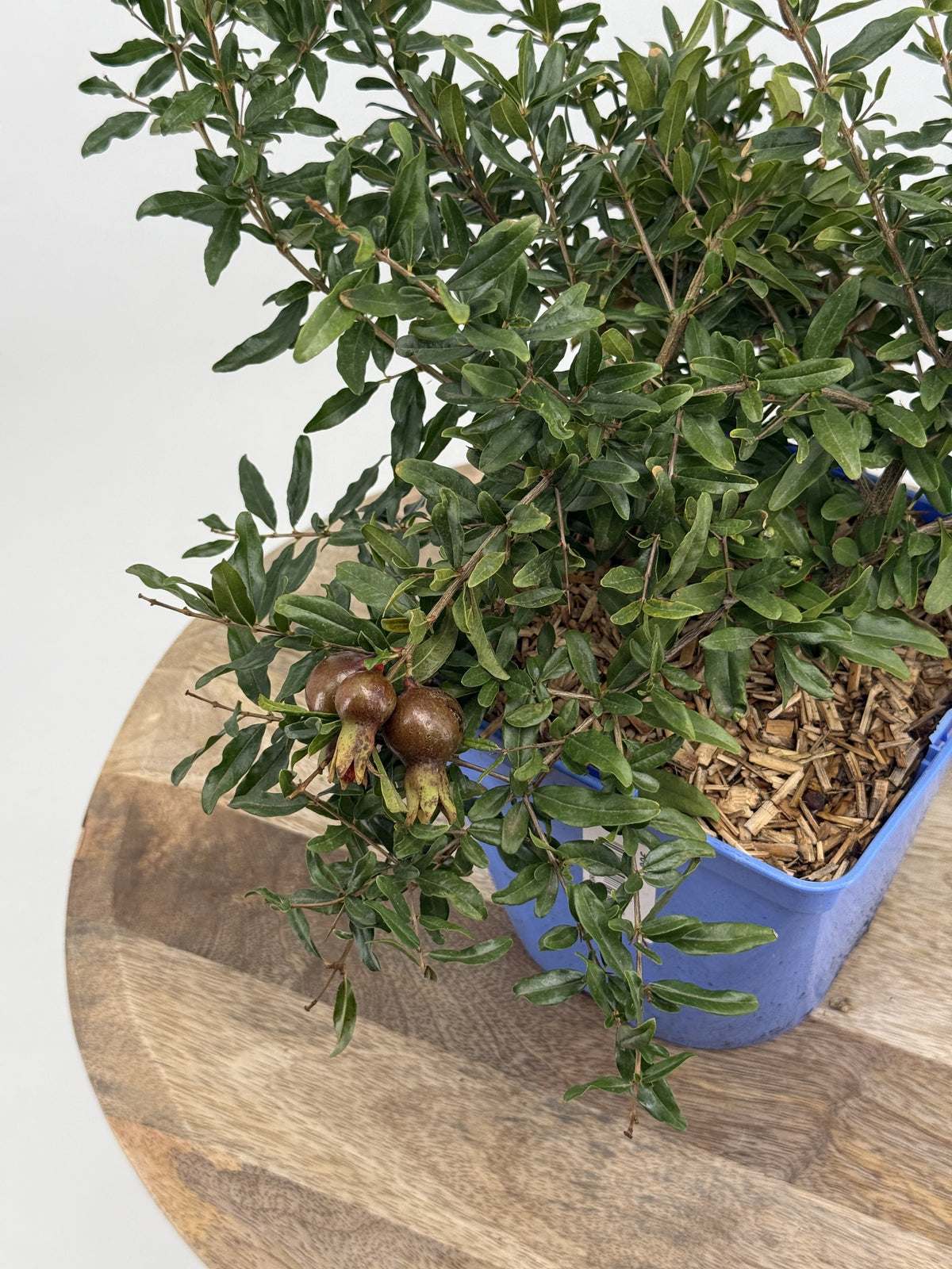 PUNICA GRANATUM NANA