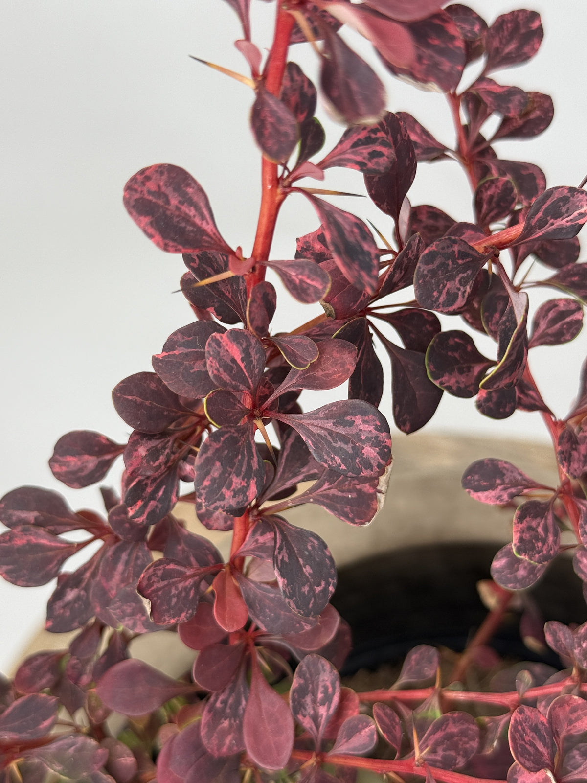 BERBERIS PINK QUEEN 3L